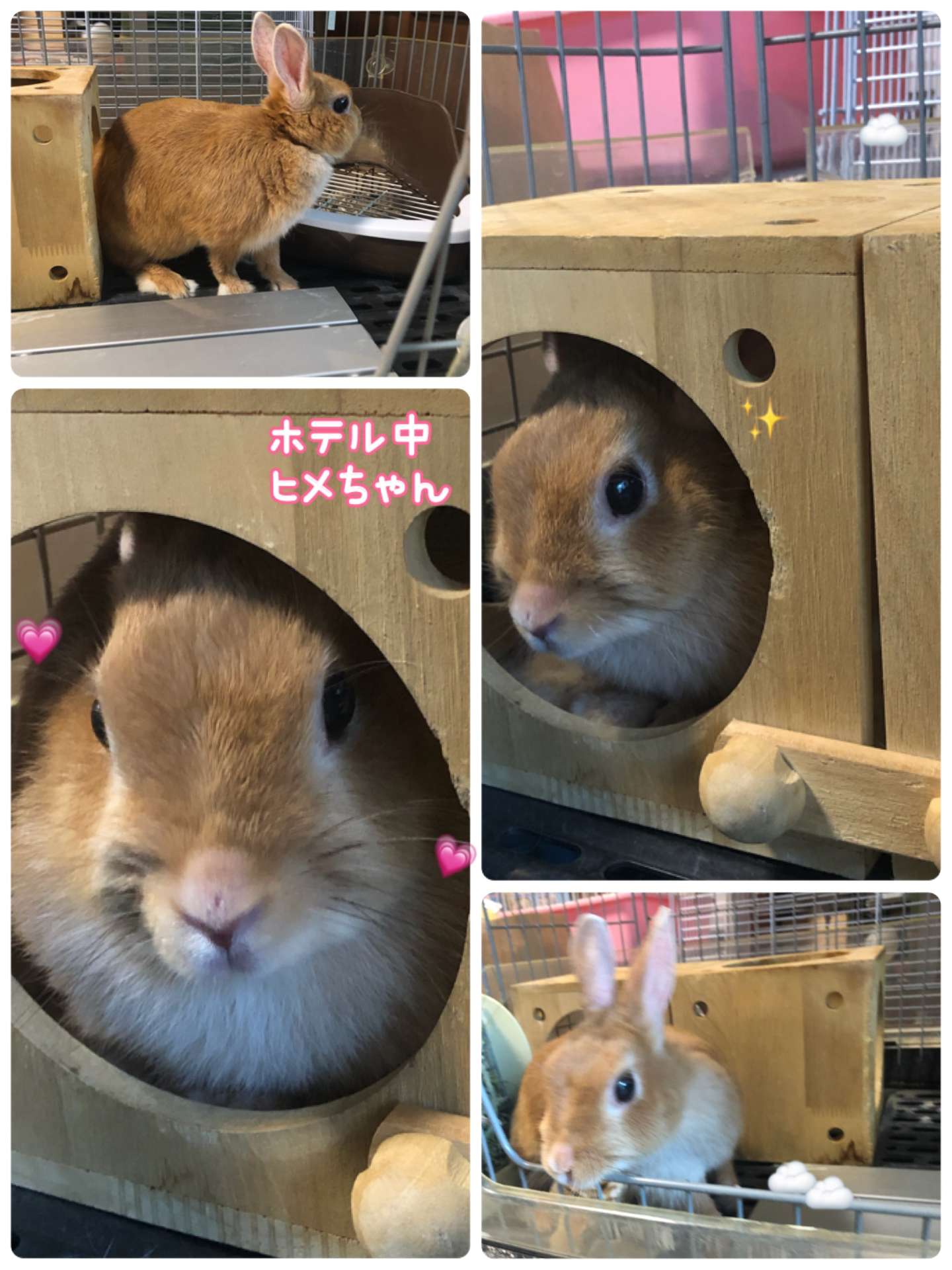 #うさぎ　#うさきホテル　#ヒメちゃん