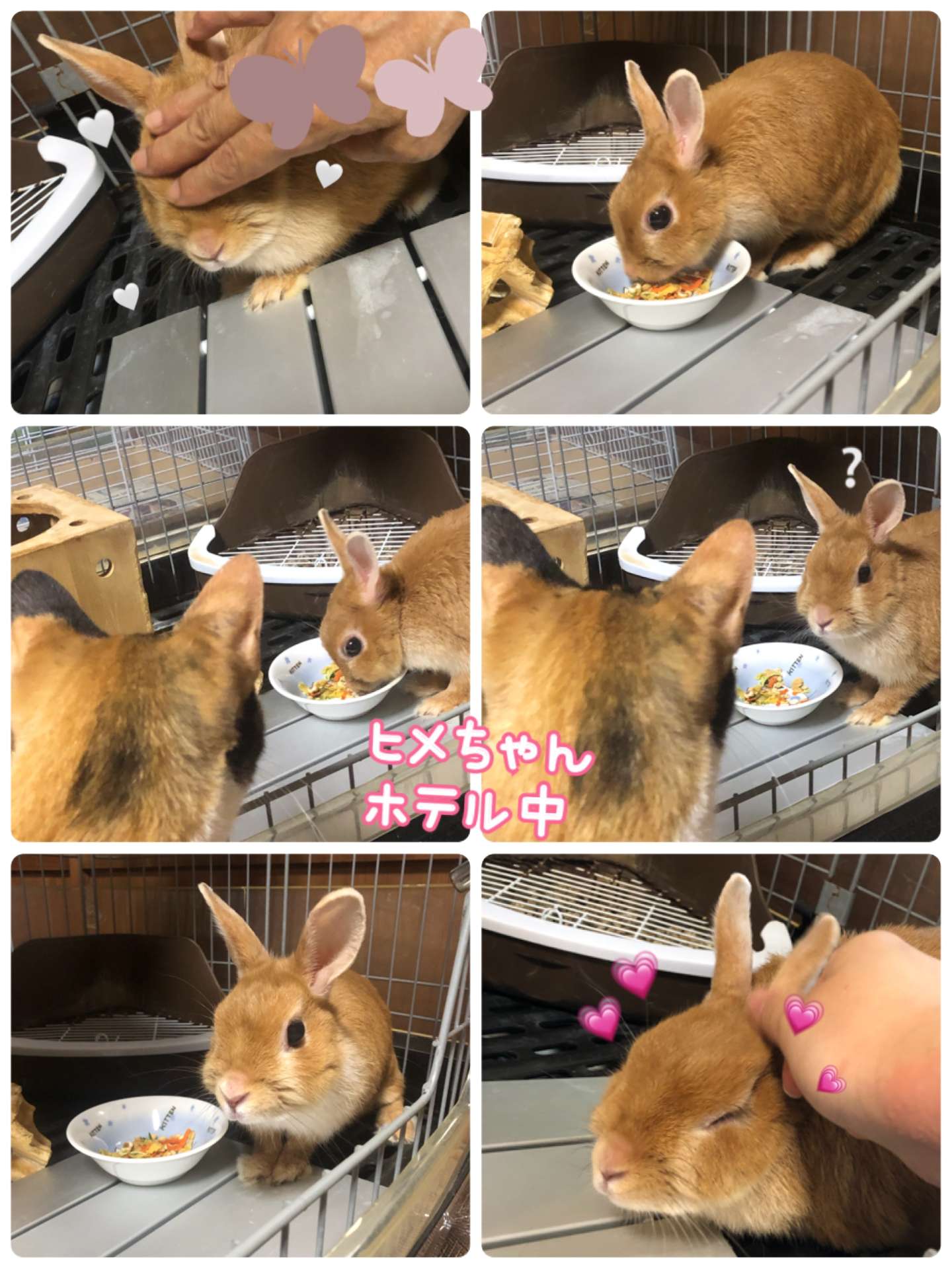 #うさぎ　#うさぎホテル　#ヒメちゃん　