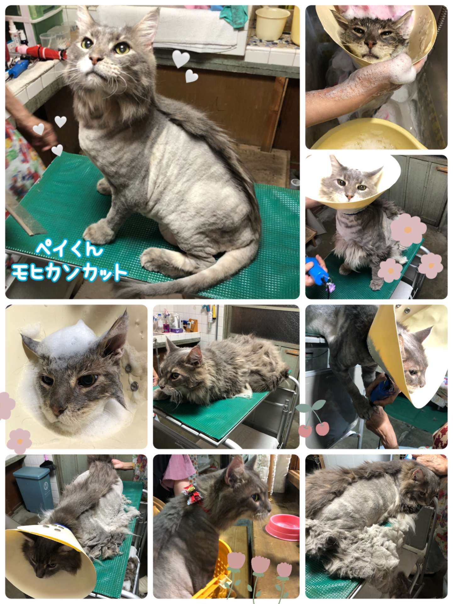 #猫　#モヒカンカット　#ペイちゃん