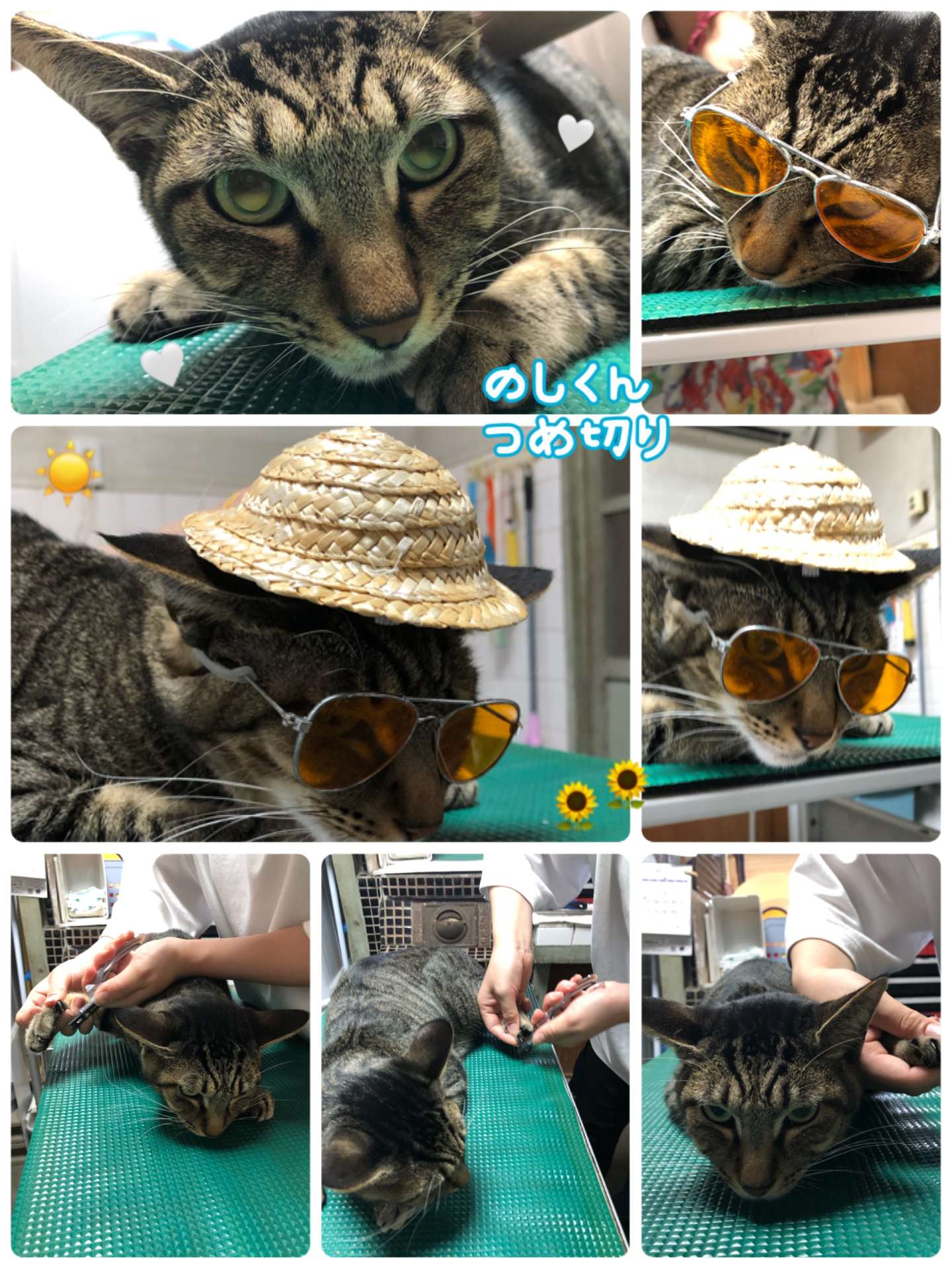 #猫　#猫爪切り　#のしくん　