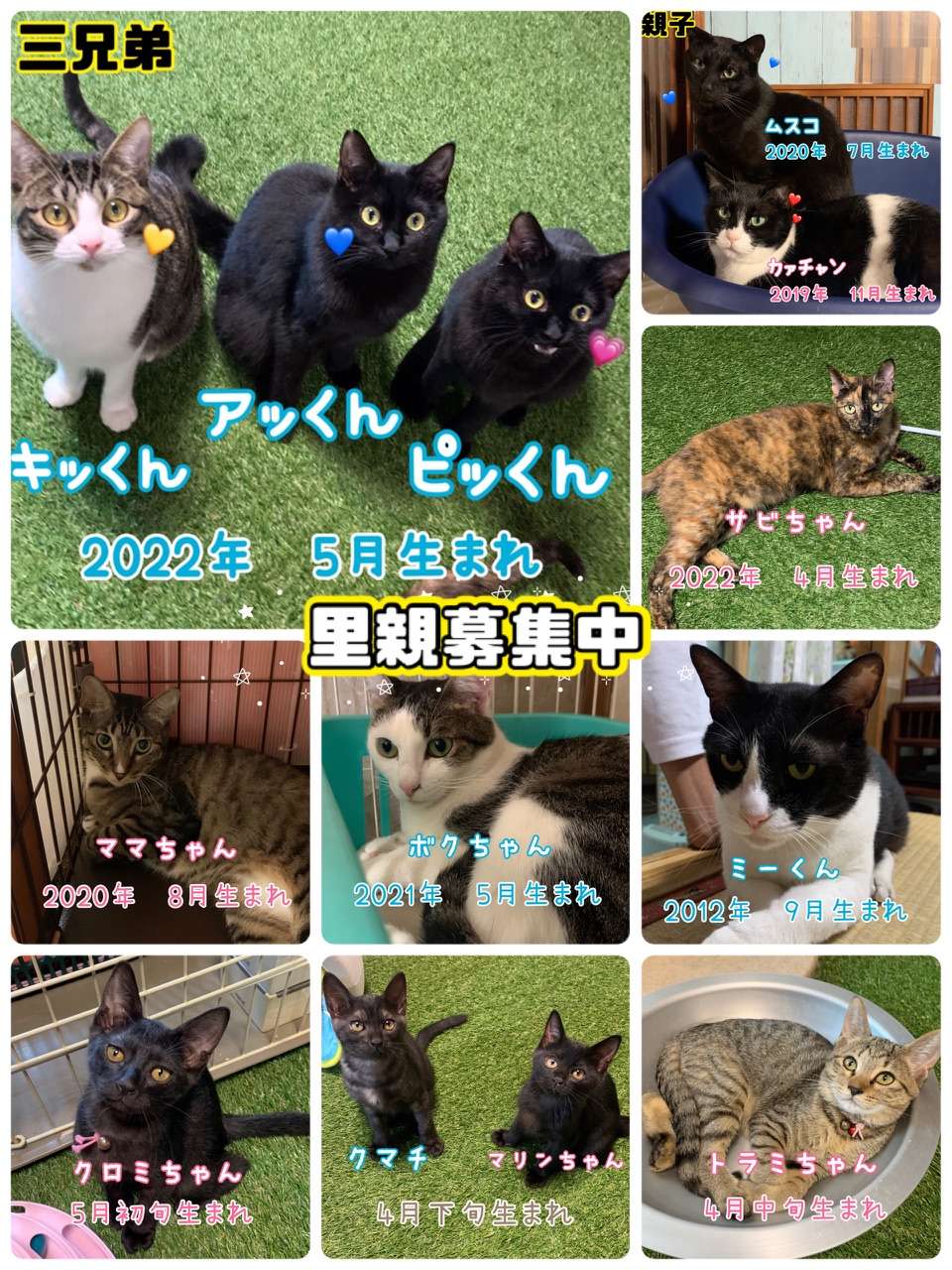 #猫　#保護猫　#里親募集中　#子猫　#黒猫　#キジトラ