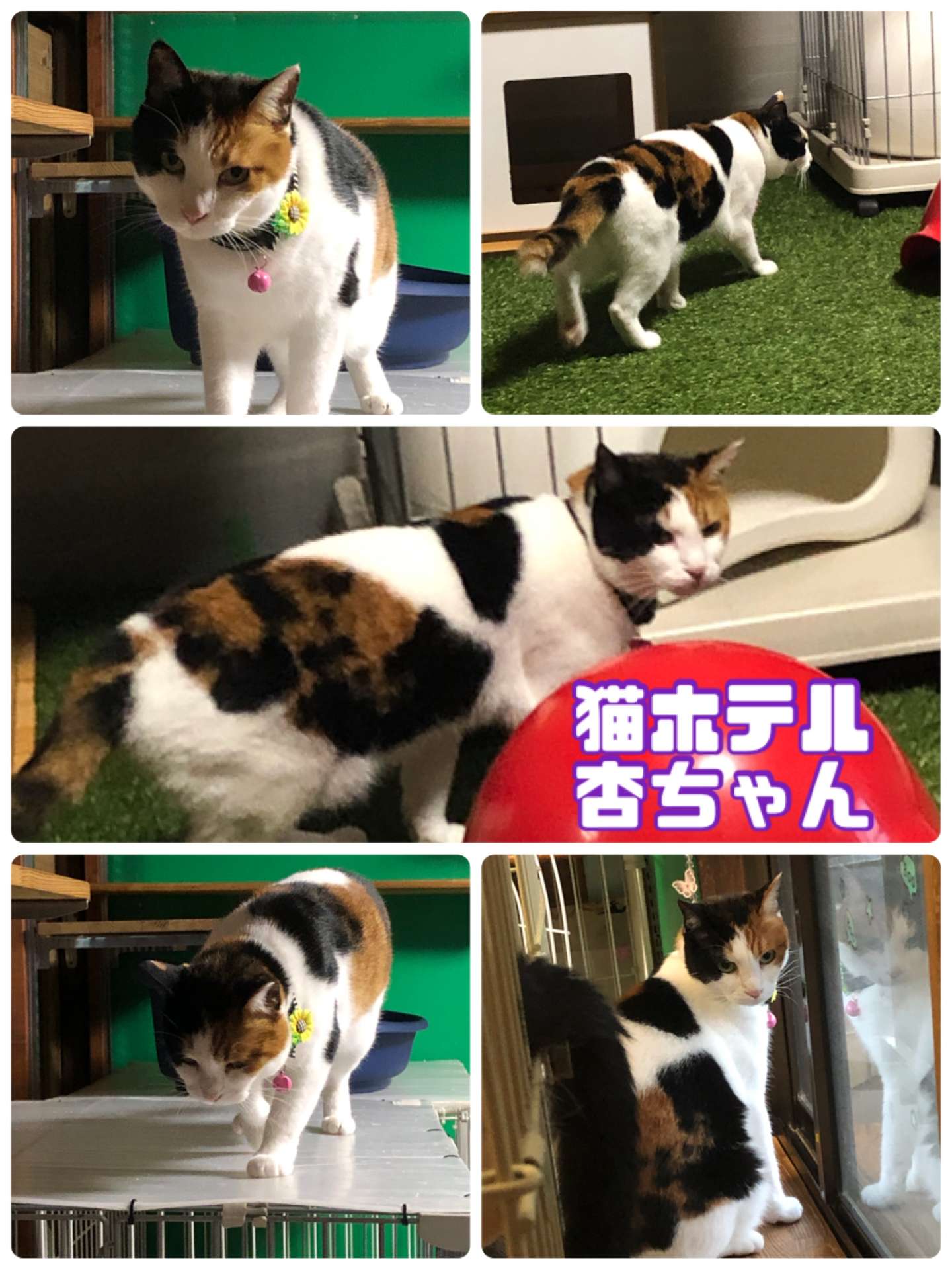 ＃猫ホテル＃三毛猫＃杏ちゃん