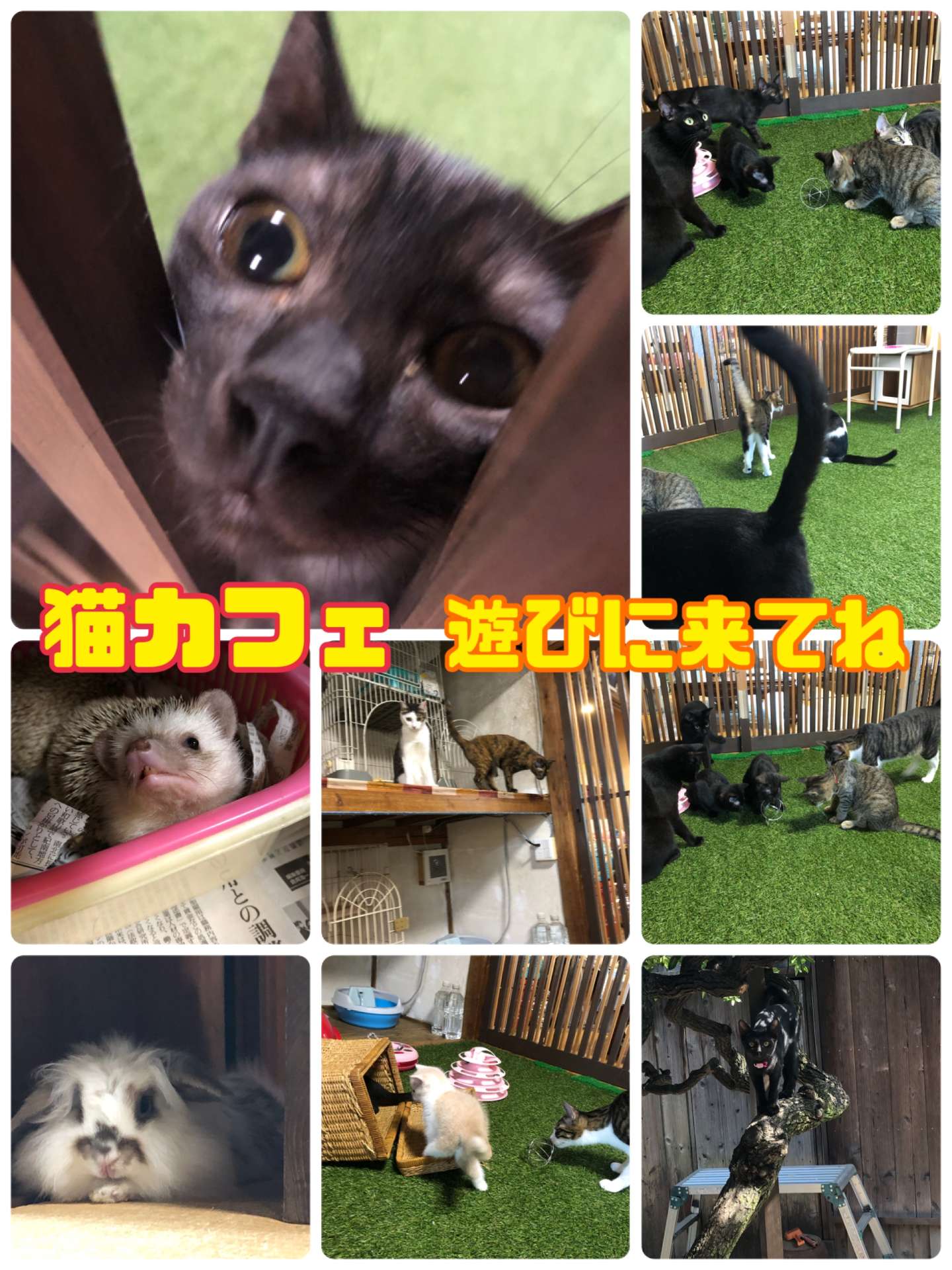 ＃猫カフェみーこ＃猫・夢空間気ままなみーこ＃里親募集＃猫