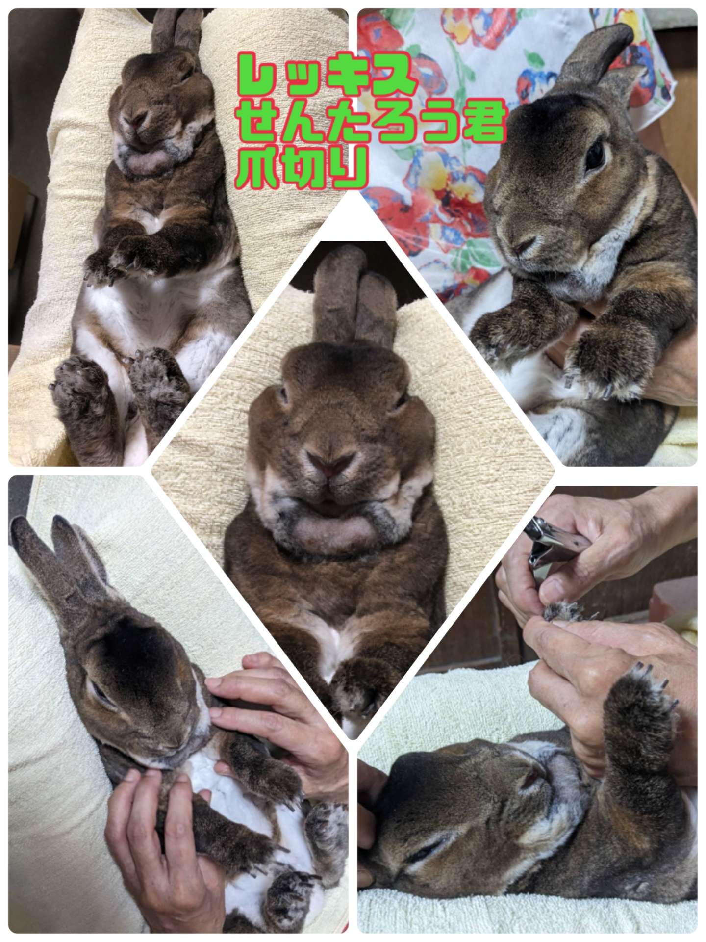 ウサギ＃うさぎ爪切り＃せんたろう君＃レッキス