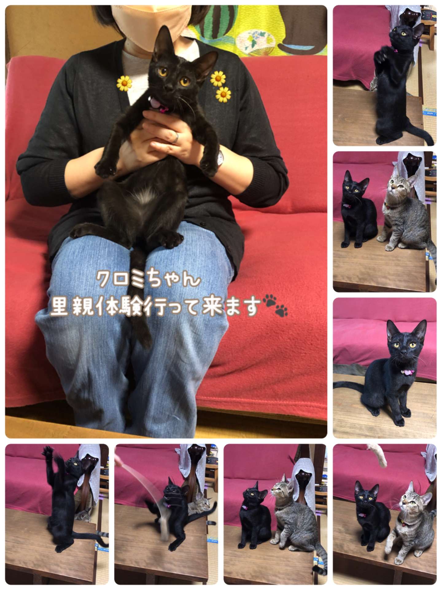 #クロミちゃん里親体験行って来ます🐾　#黒猫　#保護猫