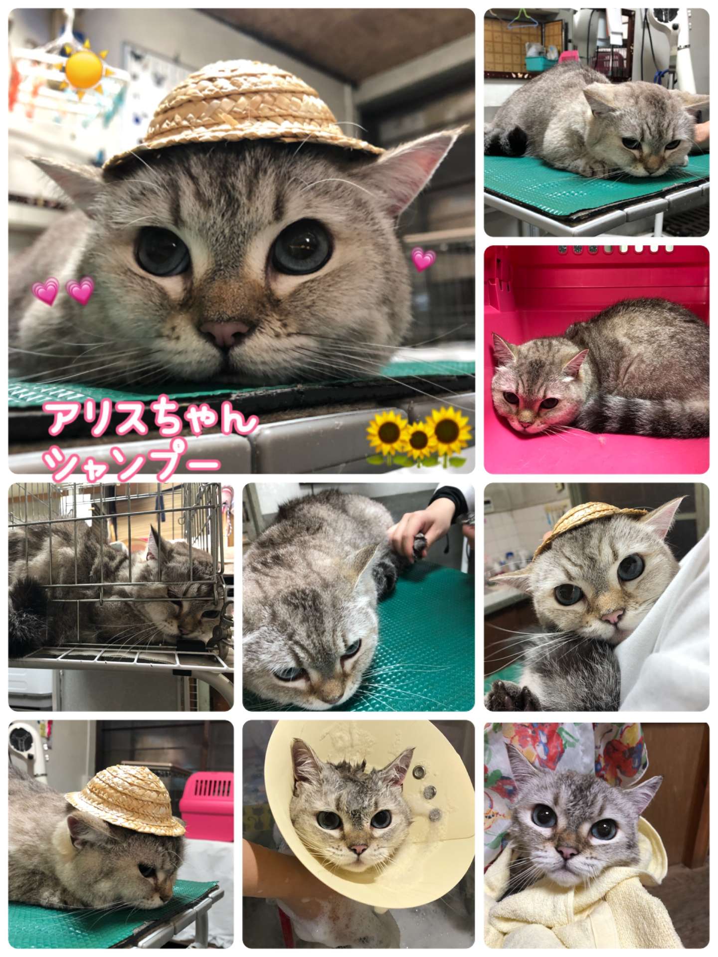 #アリスちゃん　#猫　#ミヌエット　#猫シャンプー　