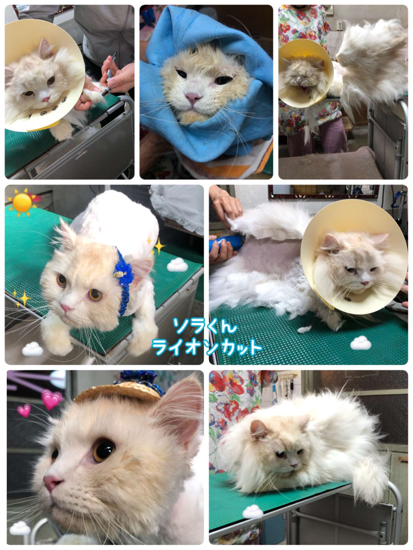 #猫　#猫シャンプー　#ソラくん　#ライオンカット　