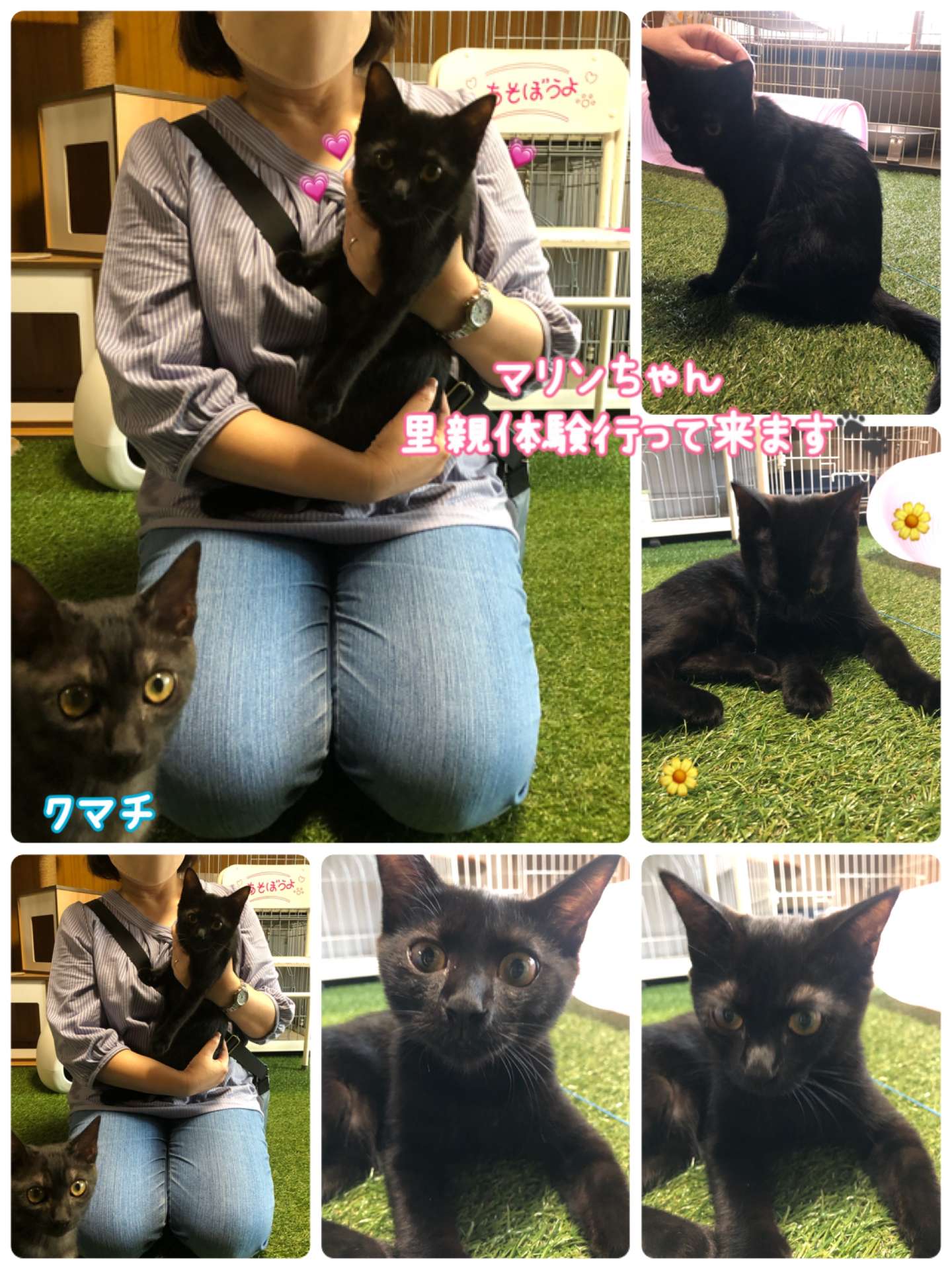 #猫　#里親募集中　#里親体験行って来ます　#マリンちゃん