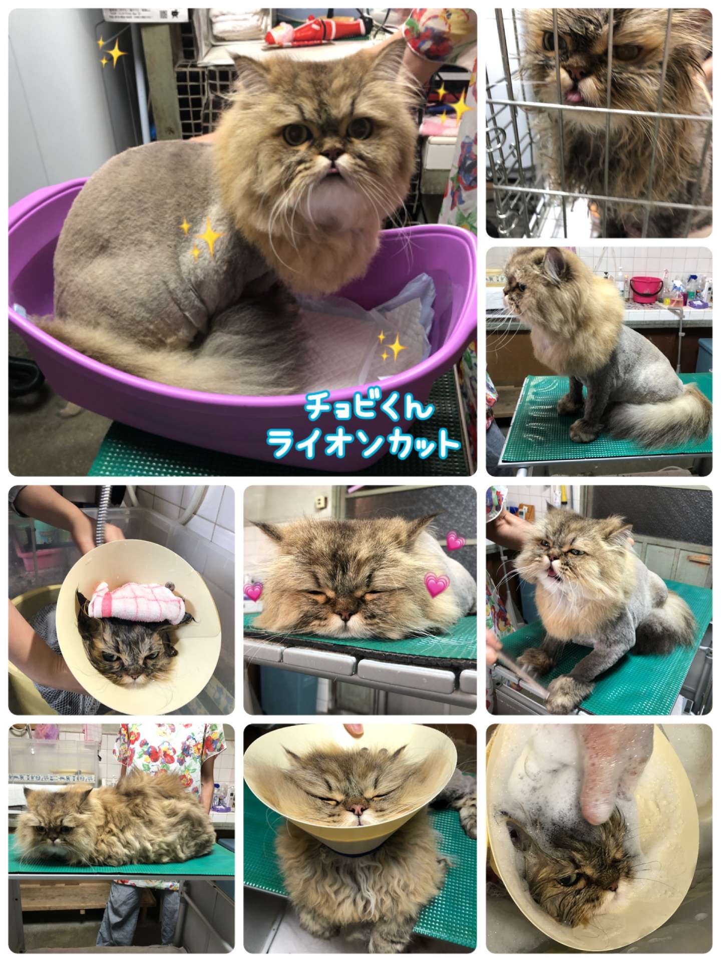 #猫美容　#チョビちゃん　#猫　#ライオンカット