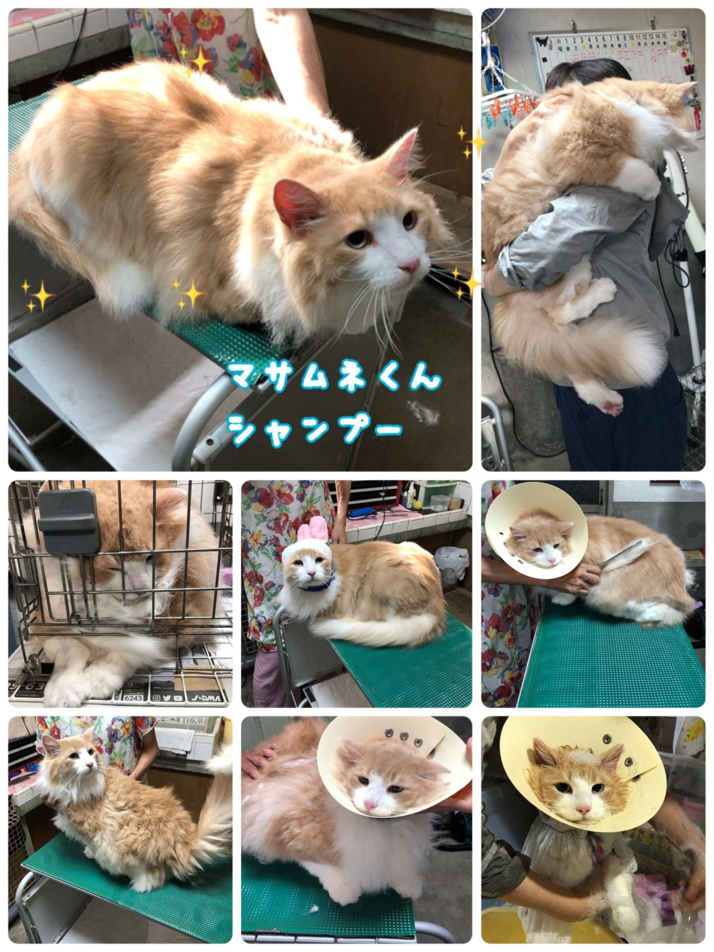 #猫　#猫シャンプー　#猫美容　#マサムネくん　#ヒデちゃん