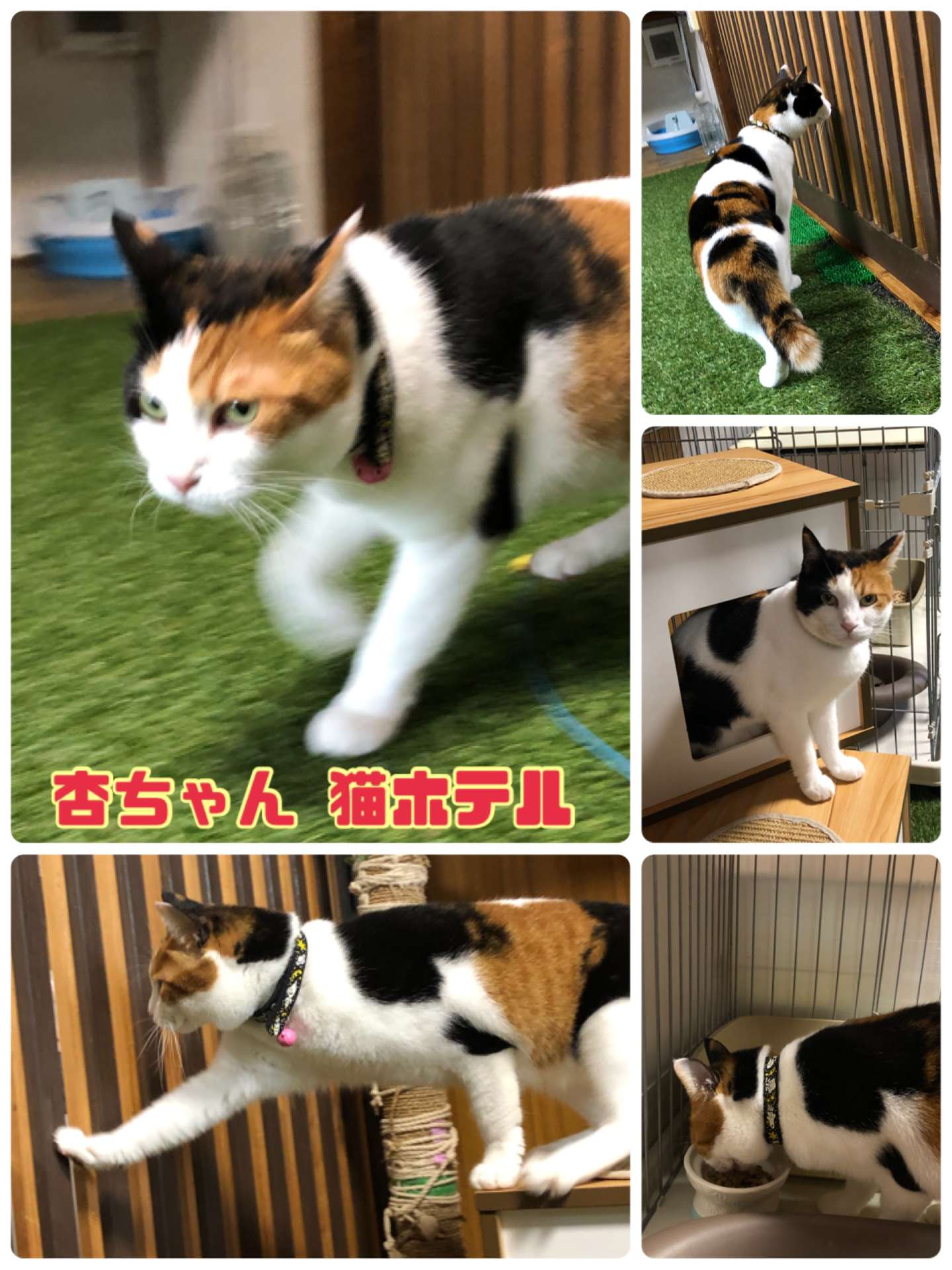 #猫　#猫ホテル　#杏ちゃん  #トラ吉くん