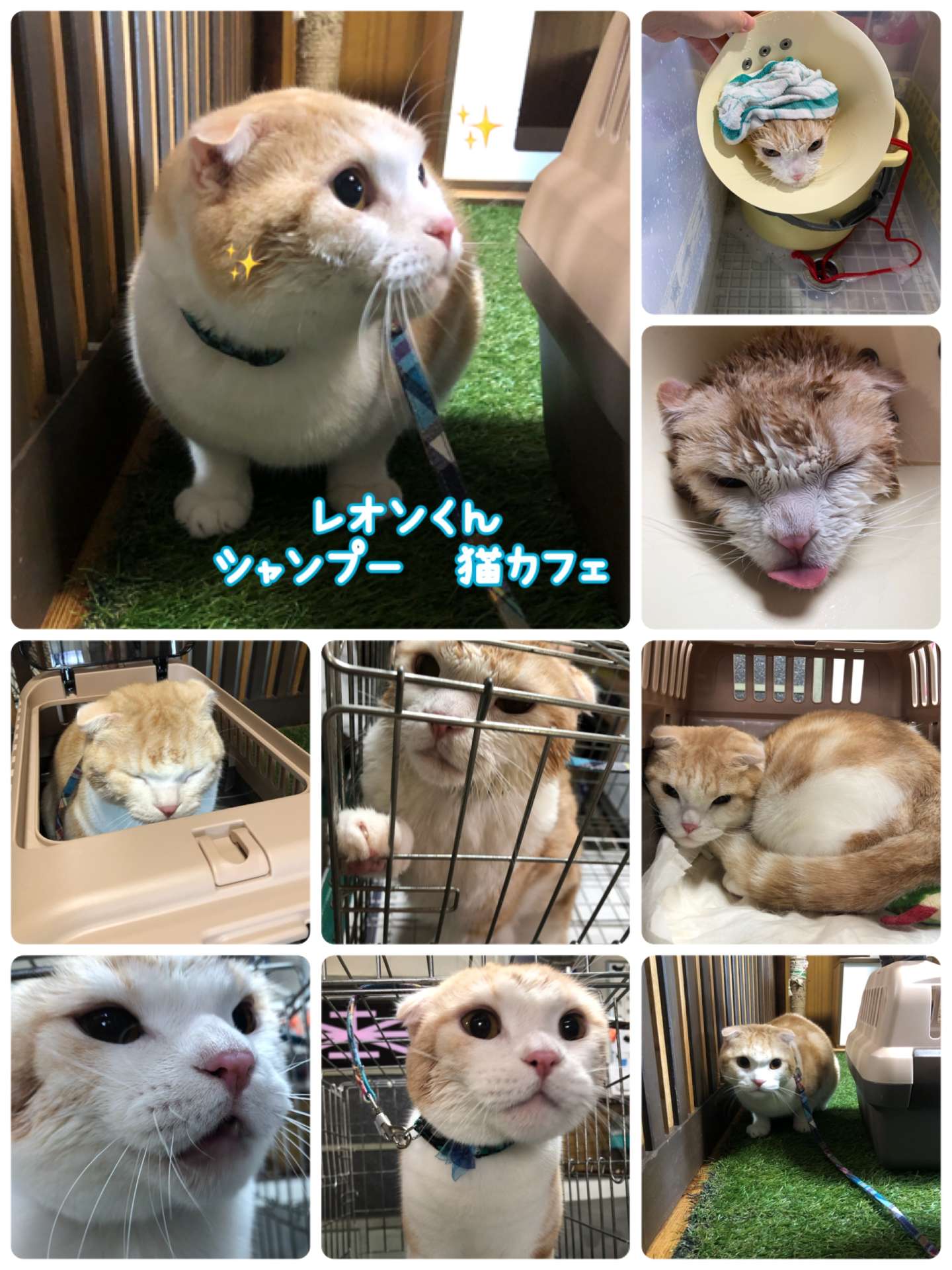 #猫　#レオンくん　#猫シャンプー　#猫カフェ　