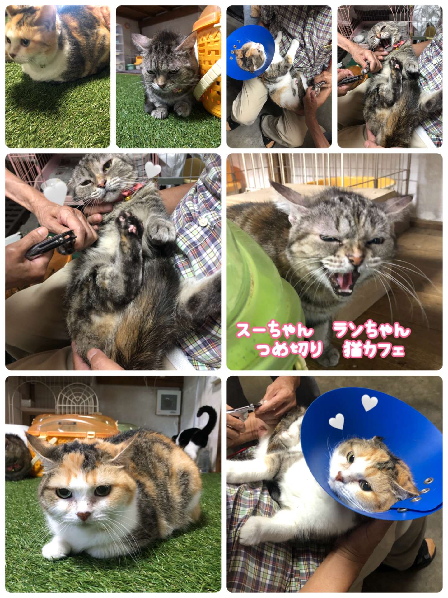 #猫　#猫爪切り　#ランちゃん　スーちゃん　#猫カフェ