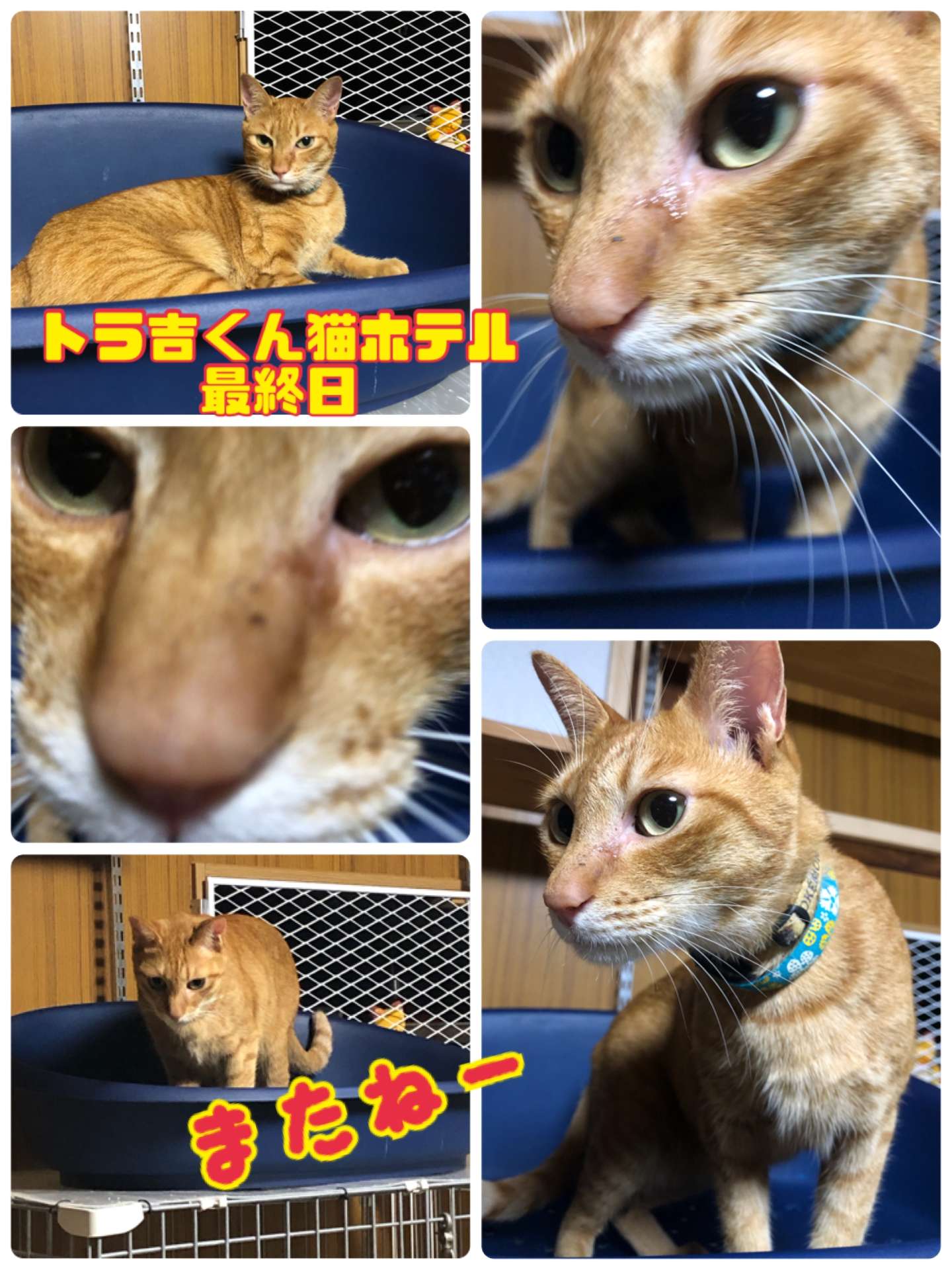 ＃猫ホテル＃トラ吉君＃みーこ出身＃茶トラ＃猫カフェ＃またね～