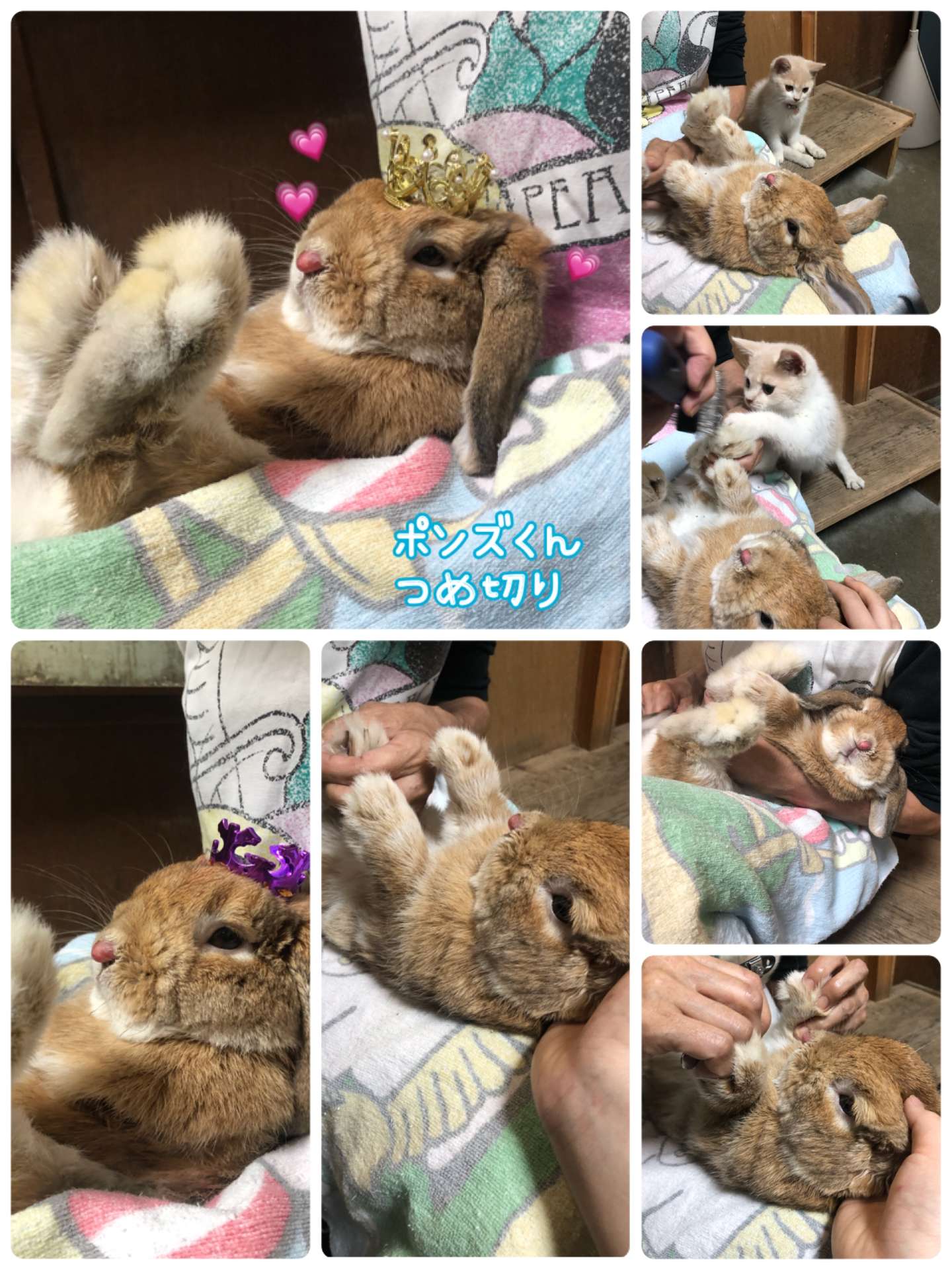 #うさぎ　#ポンズちゃん　#爪切り