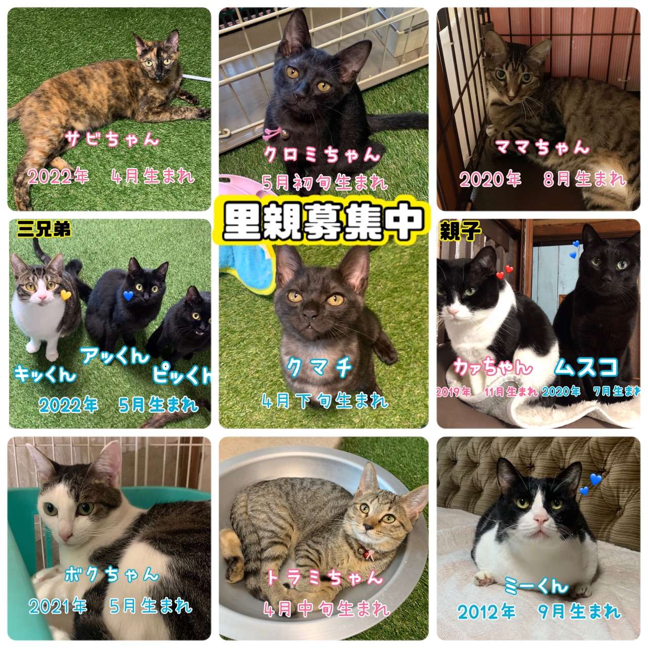 #猫　#保護猫　#里親募集中　#黒猫　#サビ猫　#キジトラ