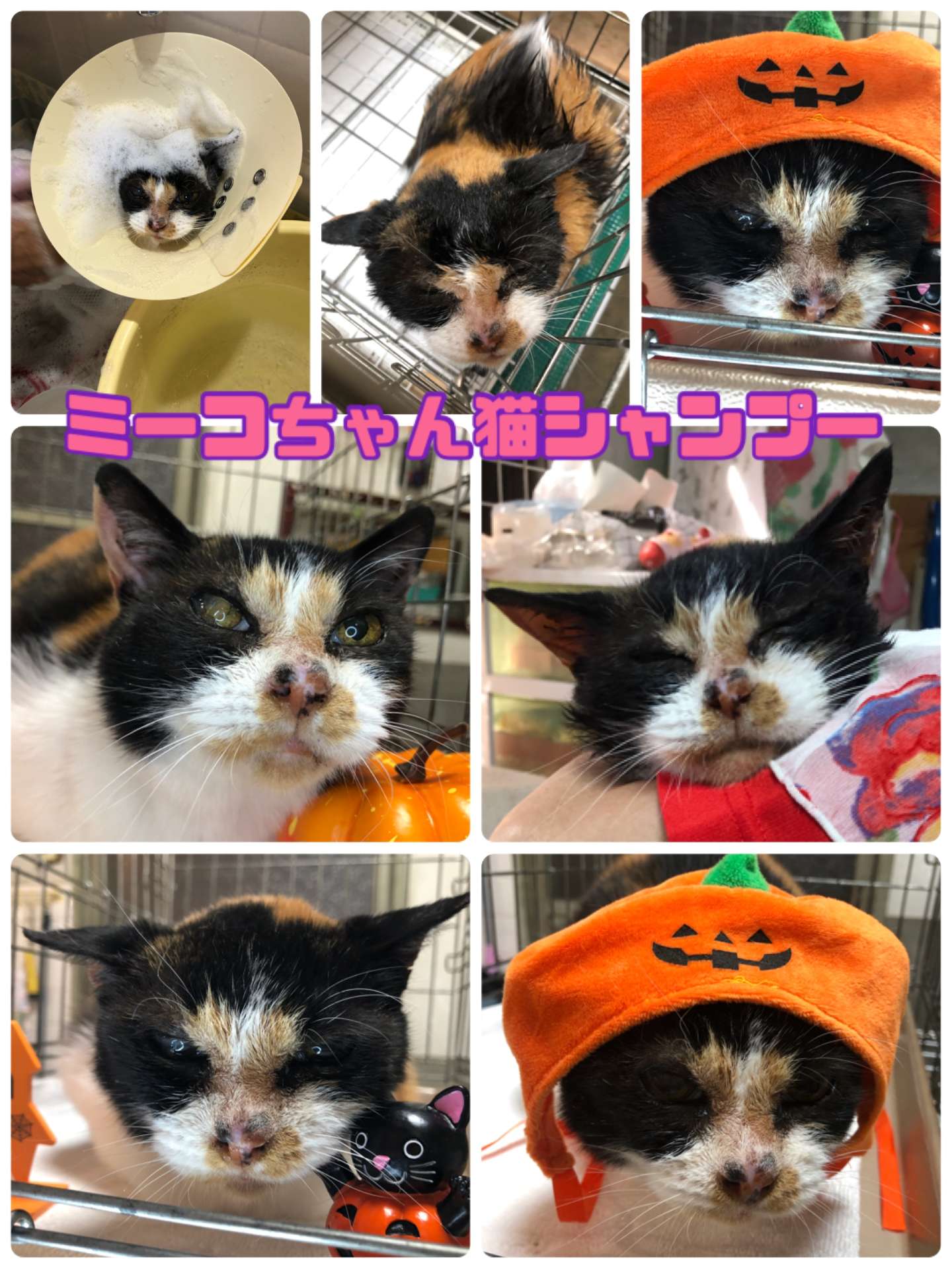 ＃猫美容＃猫シャンプー＃三毛猫＃ミーコちゃん