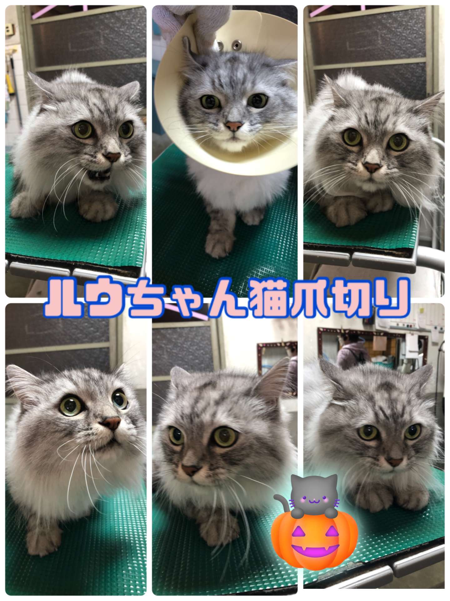 ＃猫爪切り＃猫ミニ美容＃ルゥちゃん