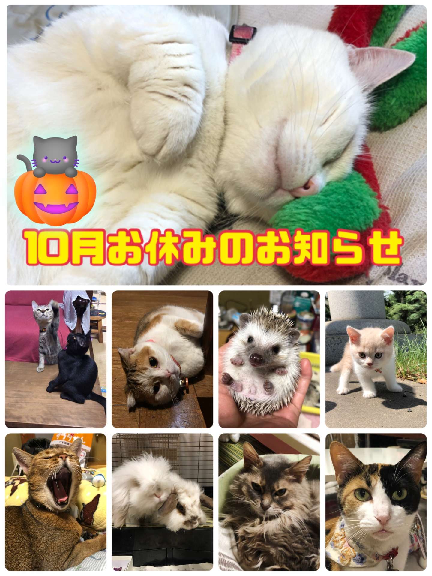 ＃猫カフェ＃猫美容＃１０月休みのお知らせ