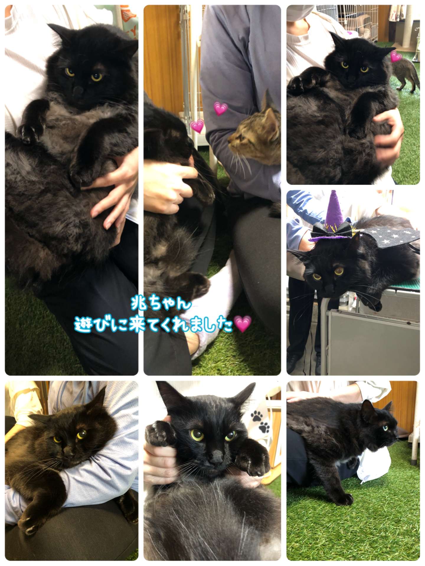 #みーこ出身　#兆ちゃん　#猫　#猫カフェ