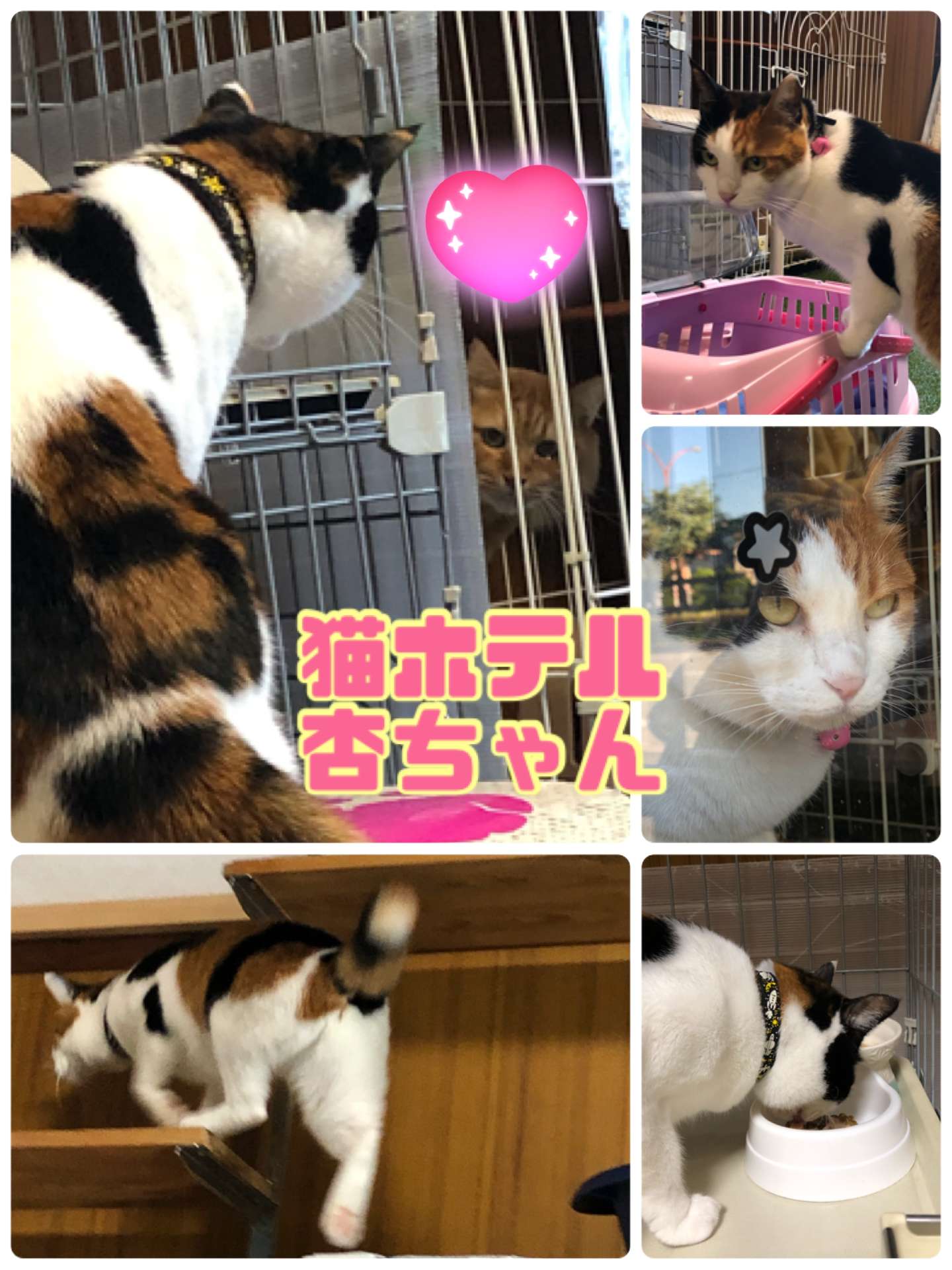 ＃猫ホテル＃三毛猫＃杏ちゃん