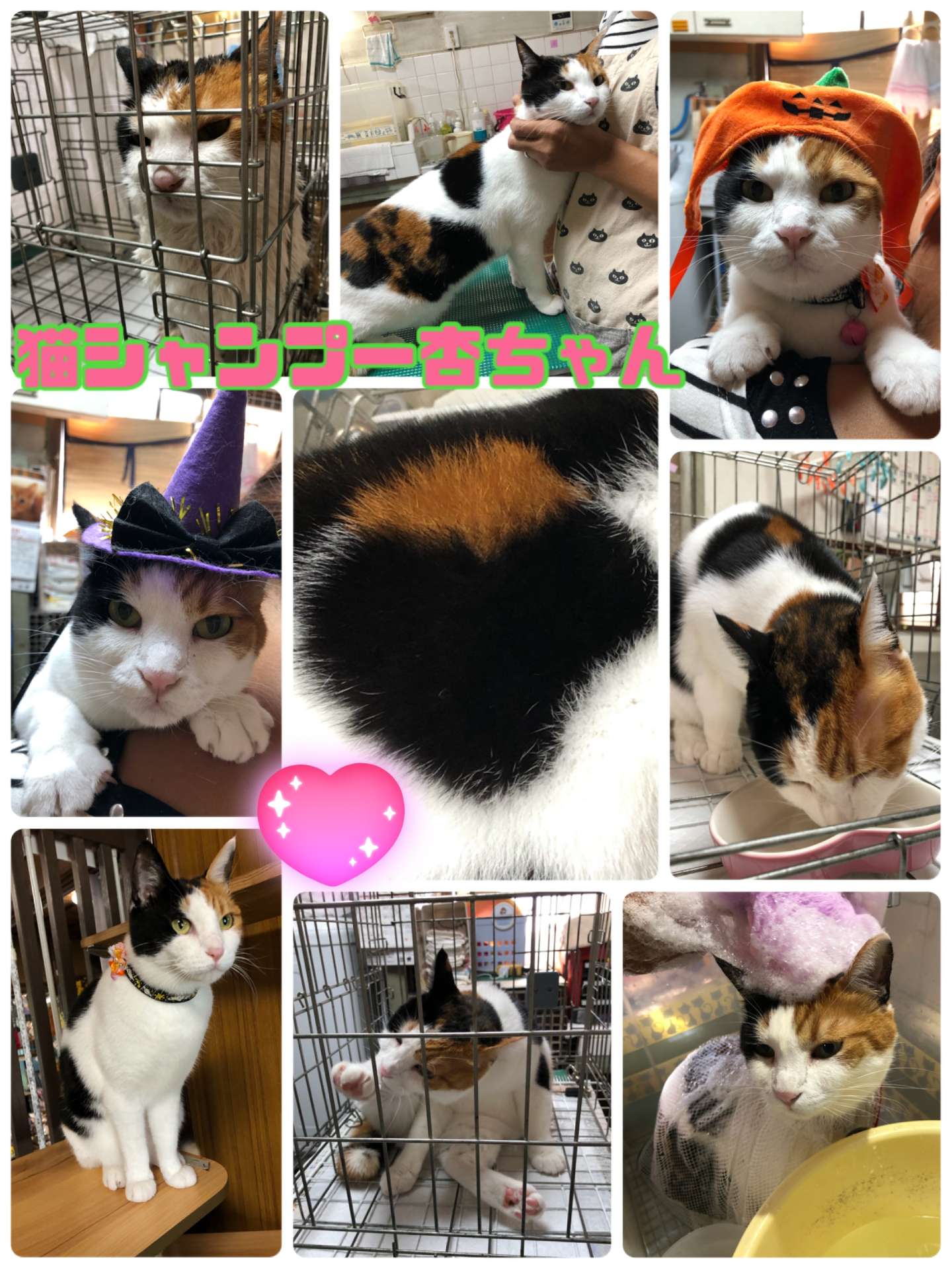 ＃猫シャンプー＃猫ホテル＃三毛猫＃杏ちゃん＃猫カフェ