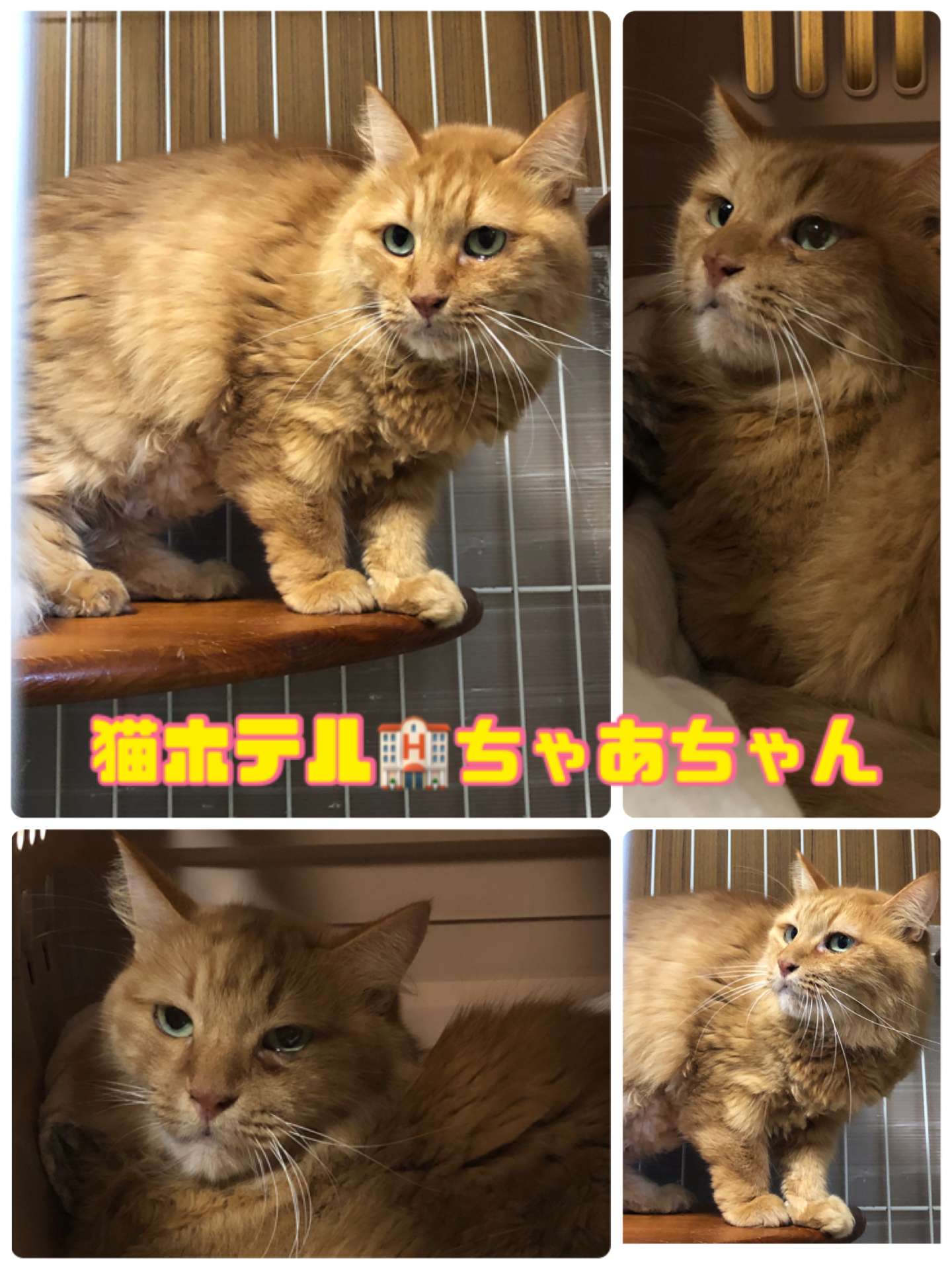 ＃猫ホテル＃ちゃあちゃん＃長毛猫