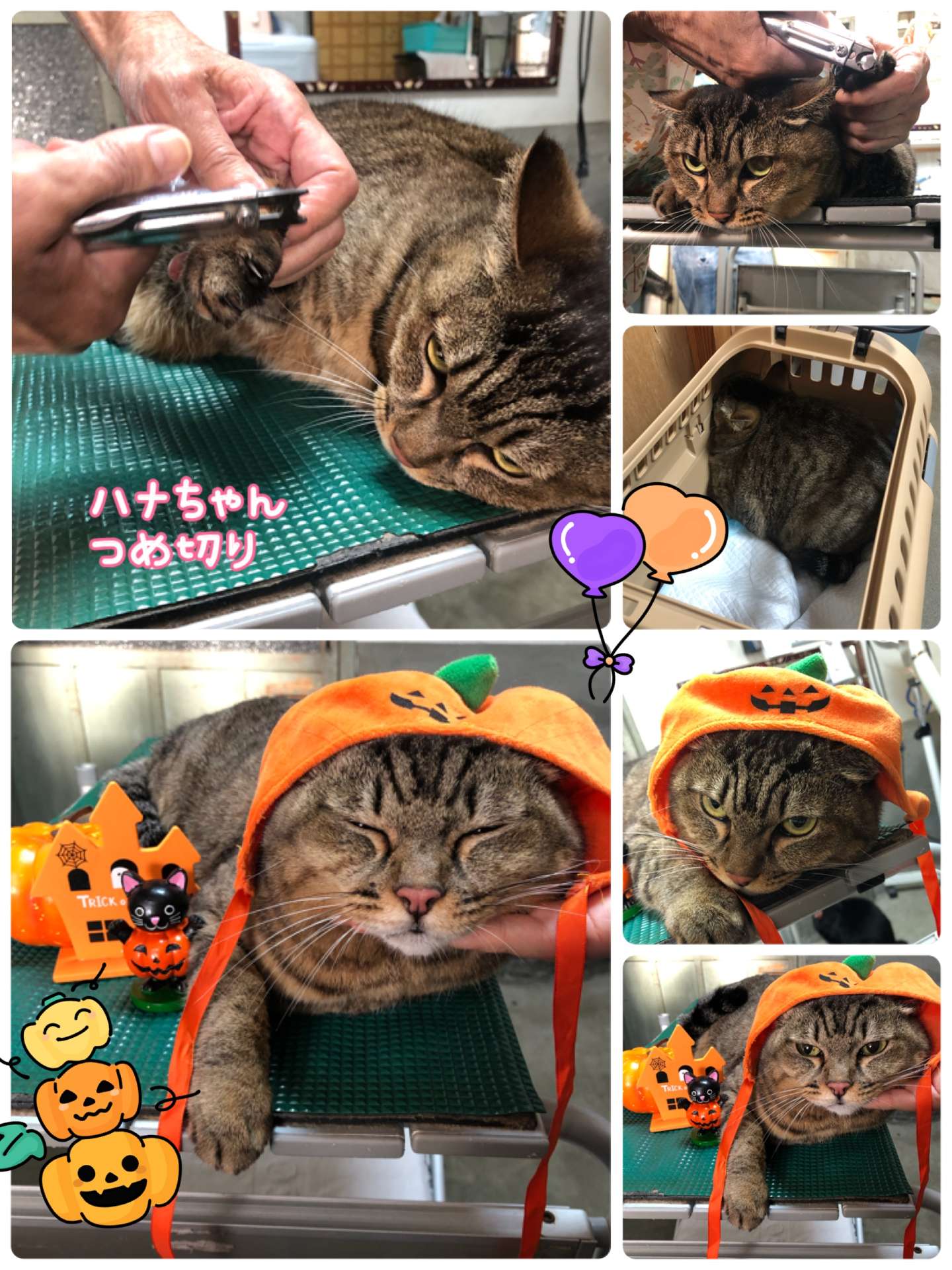 #猫　#猫爪切り　#ハナちゃん　#みーこ出身