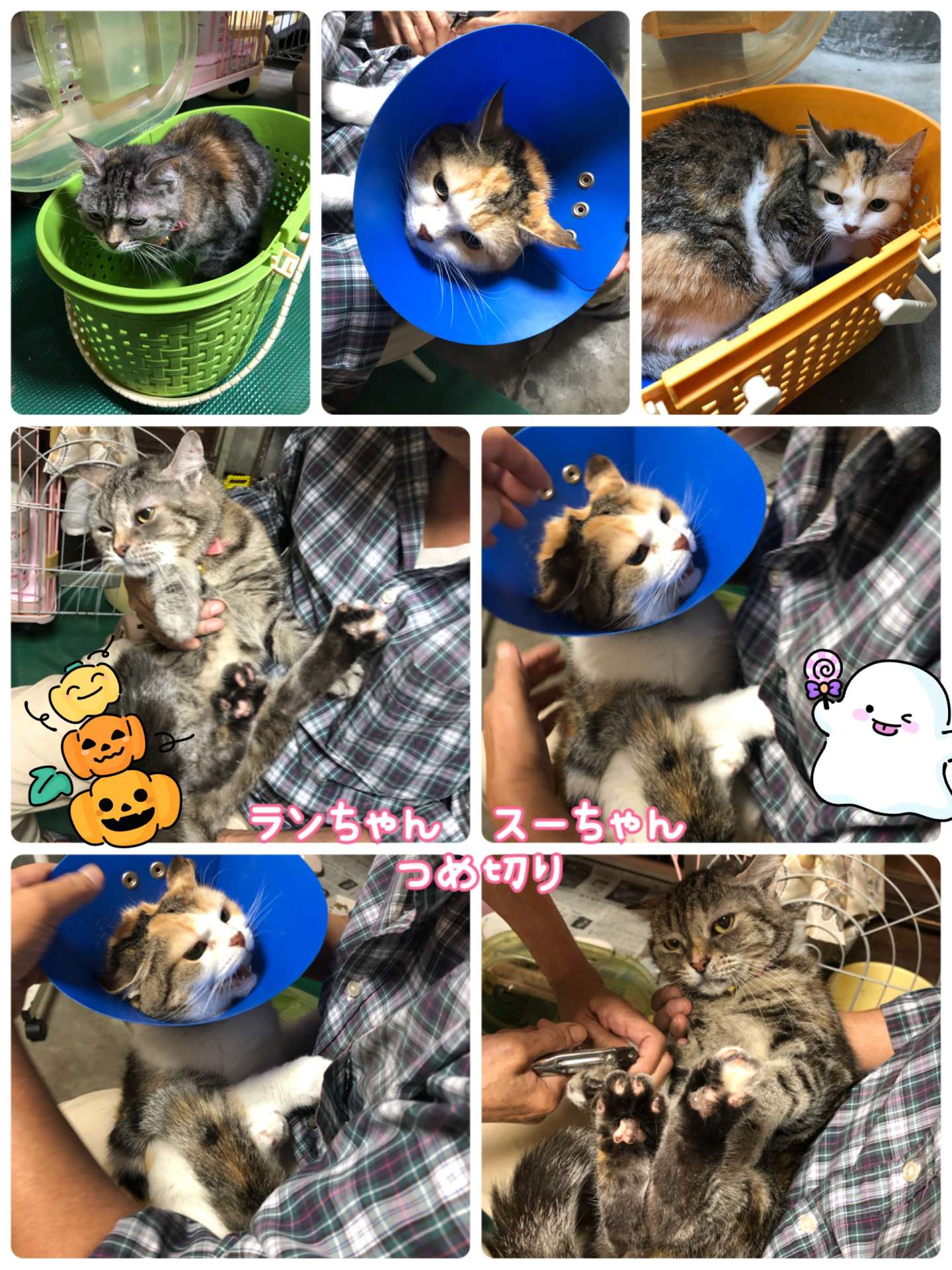 #猫　#猫爪切り　#スーちゃん　#ランちゃん