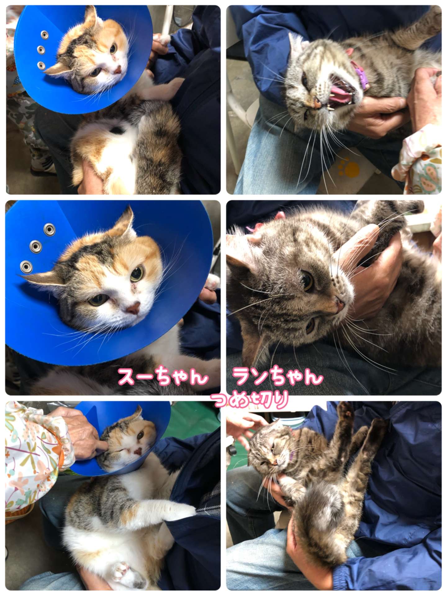 #猫　#猫つめ切り　#スーちゃん　ランちゃん