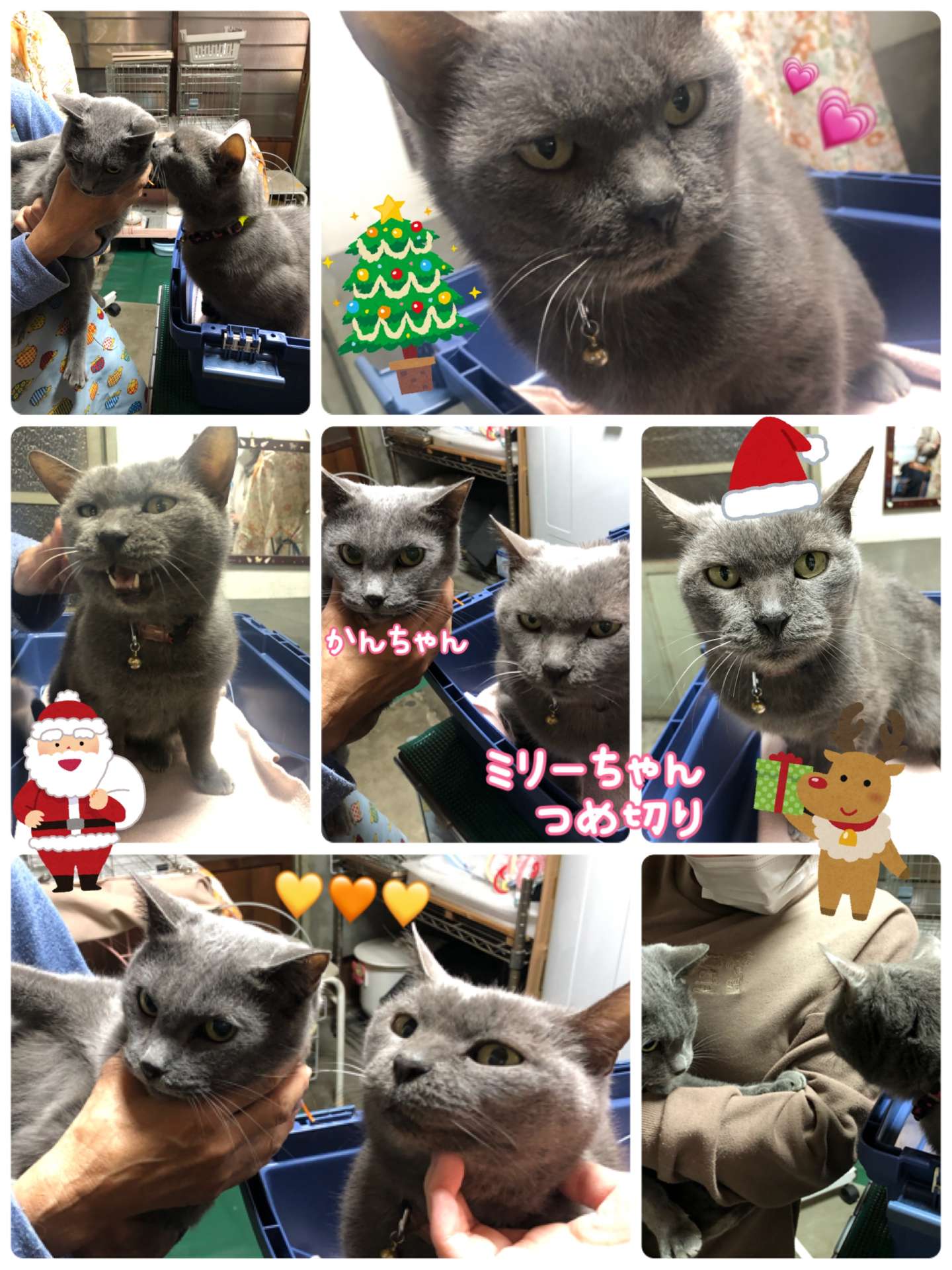 #猫　#猫爪切り　#ミリーちゃん　