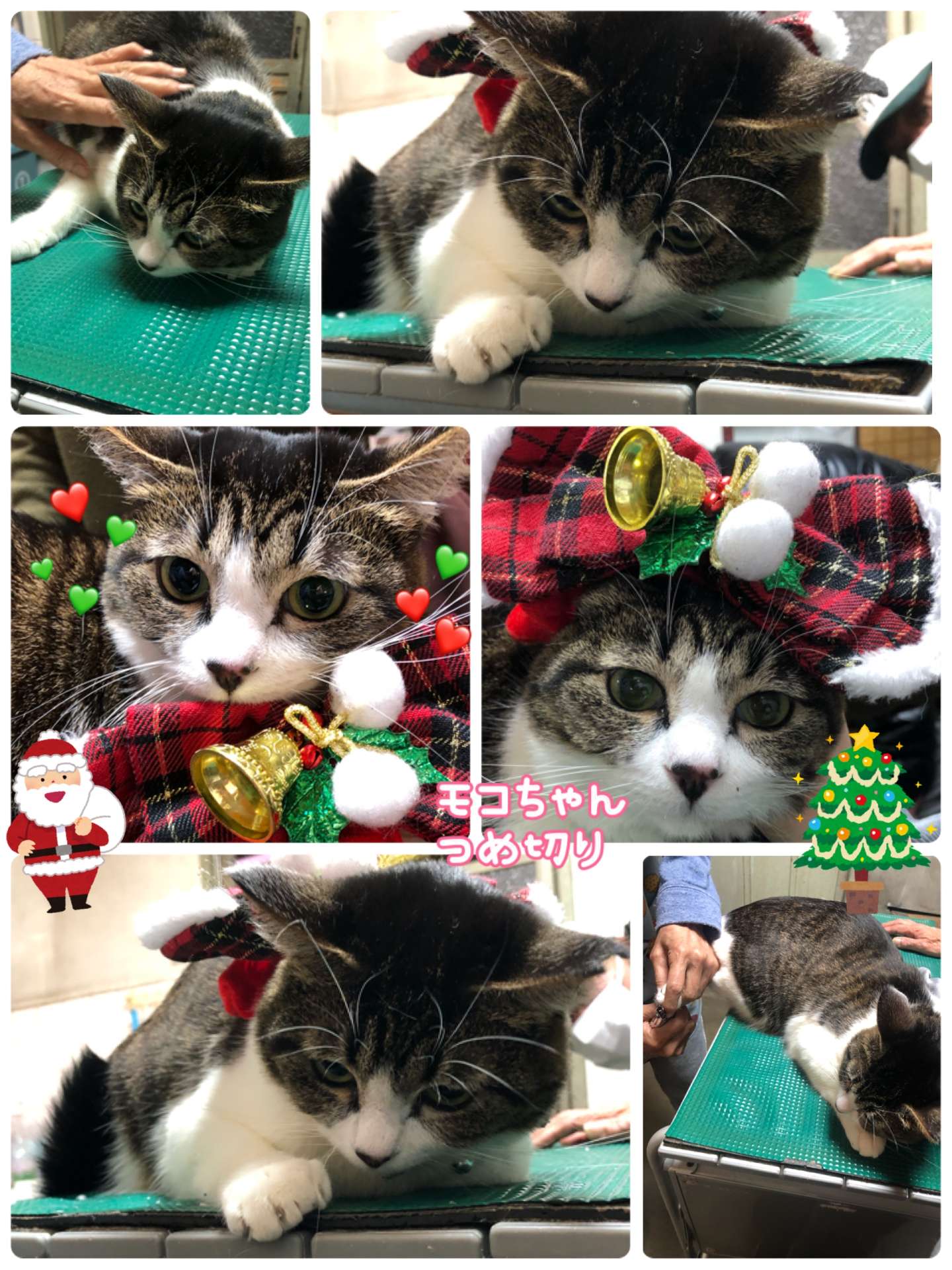 #モコちゃん　#爪切り　#猫美容