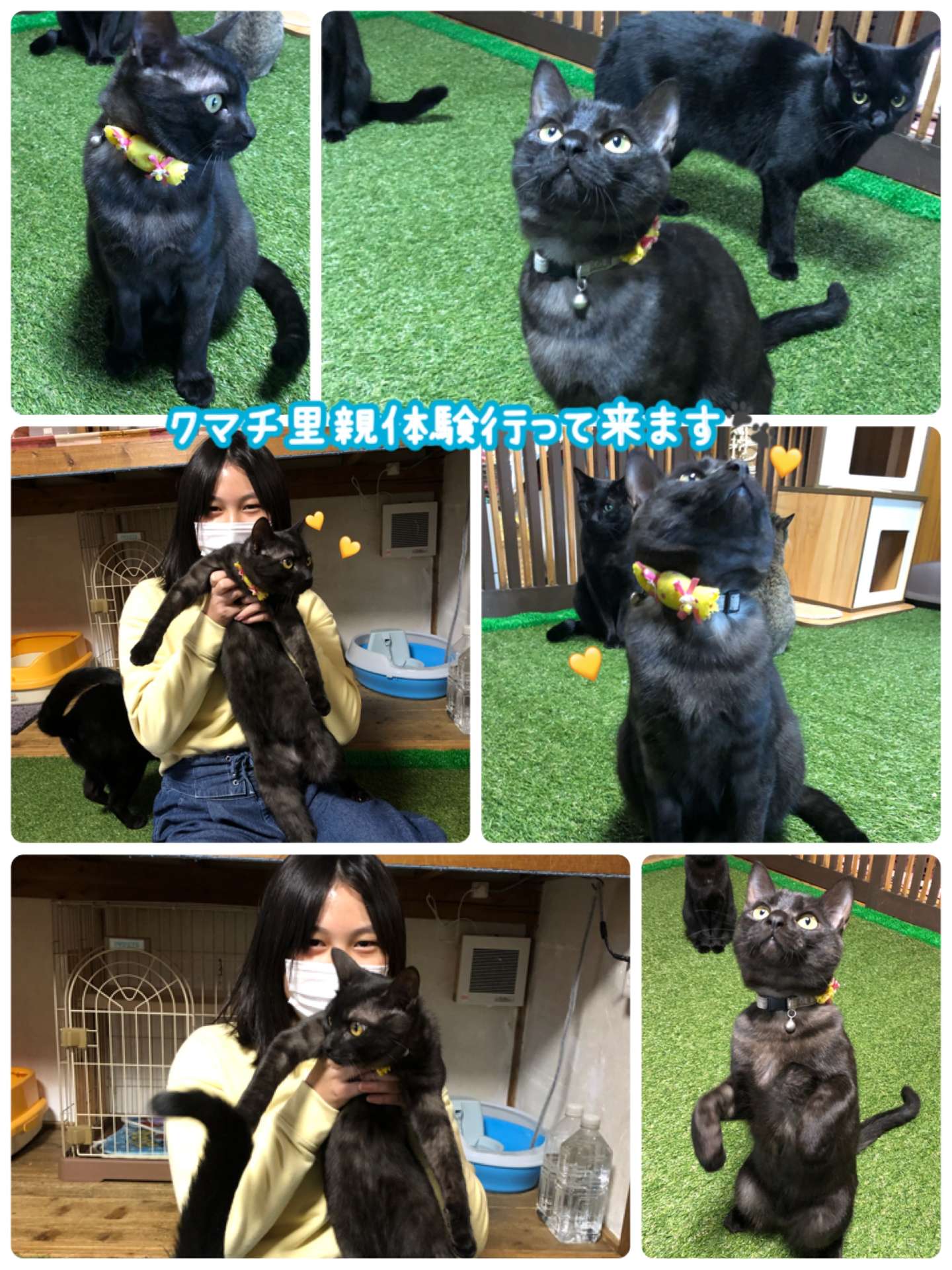 #猫　#里親体験　#クマチ　#里親体験行って来ます🐾