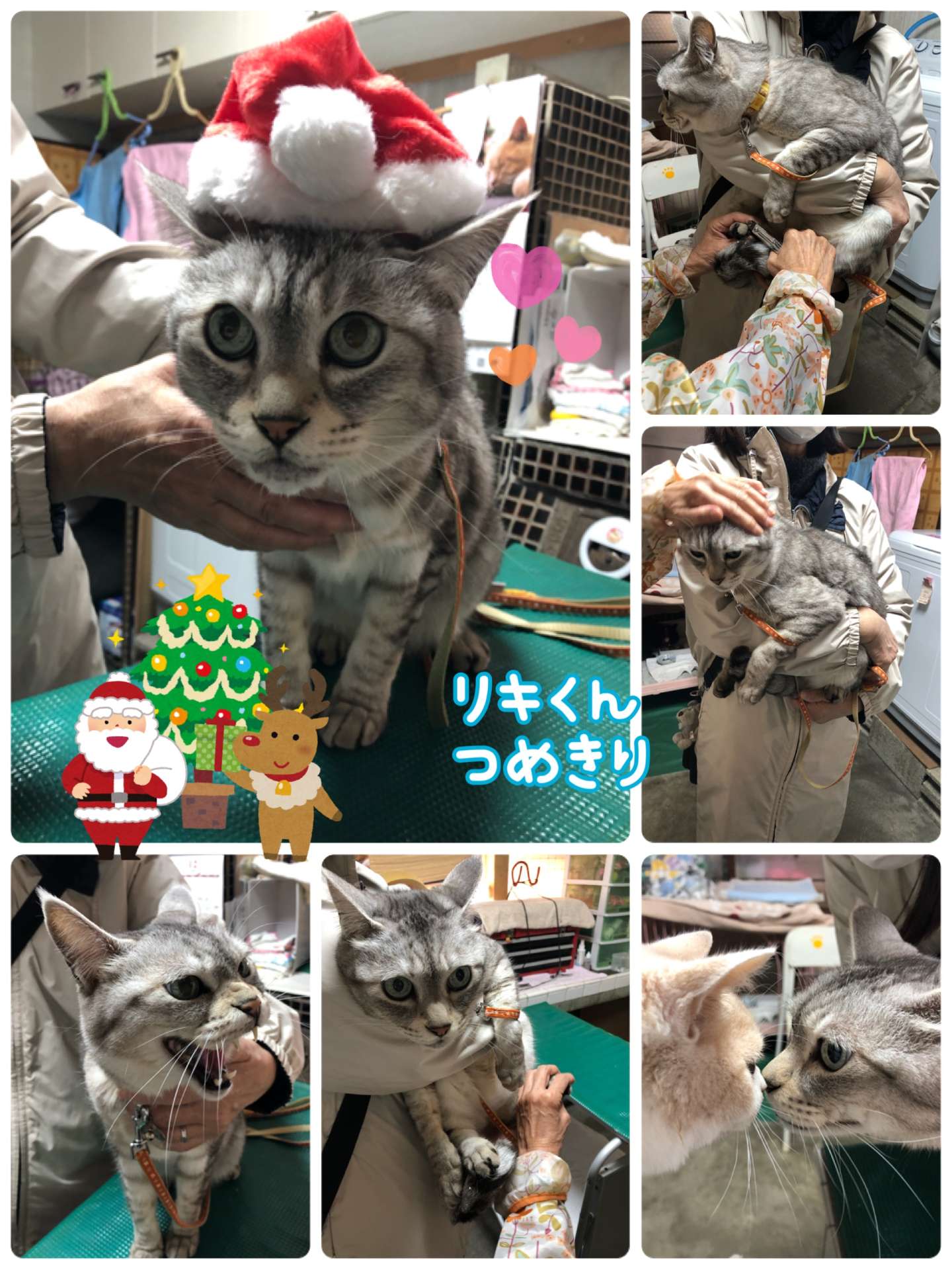 #リキくん　#ルウちゃん　#ミニ美容　#猫爪切り