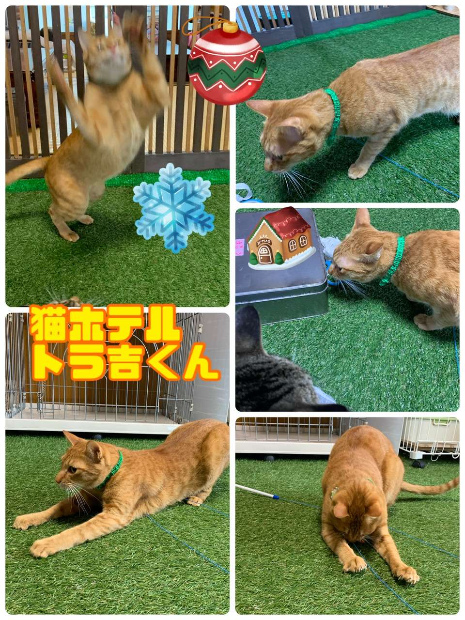 ＃猫ホテル＃トラ吉君＃みーこ出身＃茶トラ＃猫カフェ