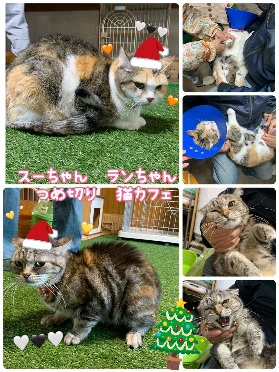 #ランちゃん　#スーちゃん　#猫爪切り　#猫カフェ　