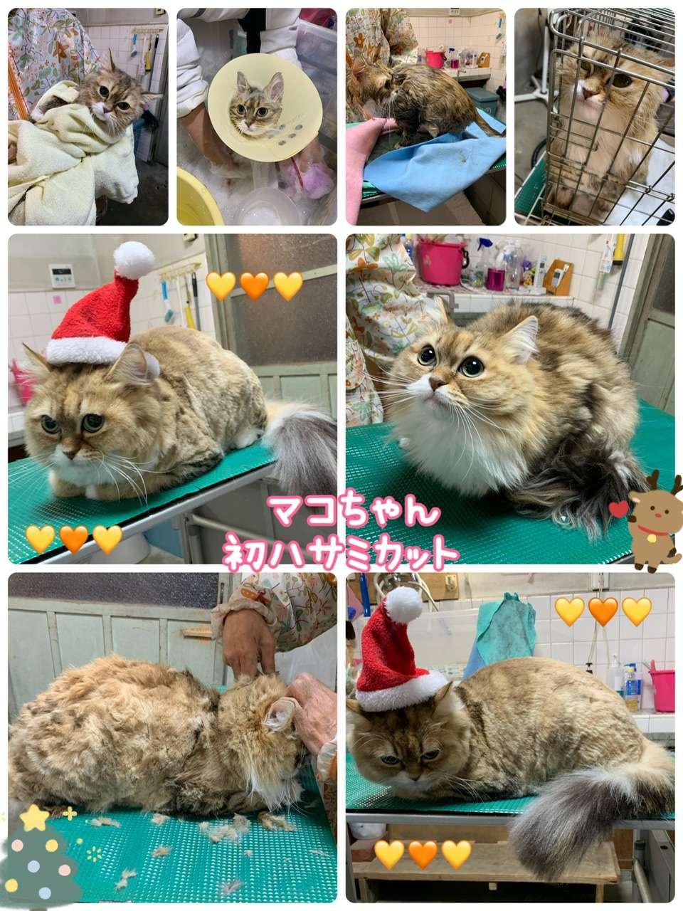 #マコちゃん　#初猫美容　#ハサミカット　#ミヌエット