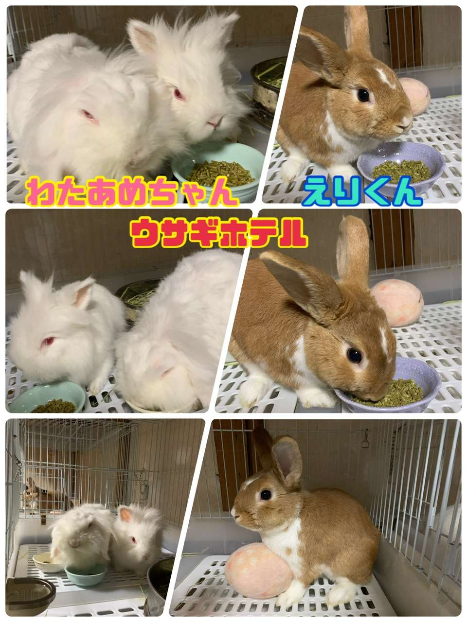 ＃うさぎホテル＃えり君家族＃年末ホテル