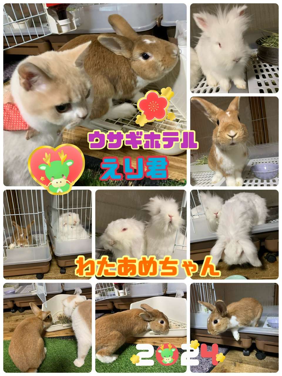 ＃年末年始うさぎホテル#えり君＆わたあめちゃん　　