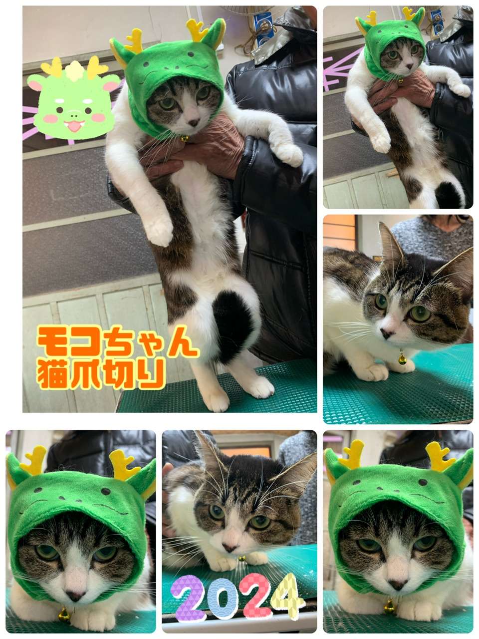 ＃猫爪切り＃モコちゃん