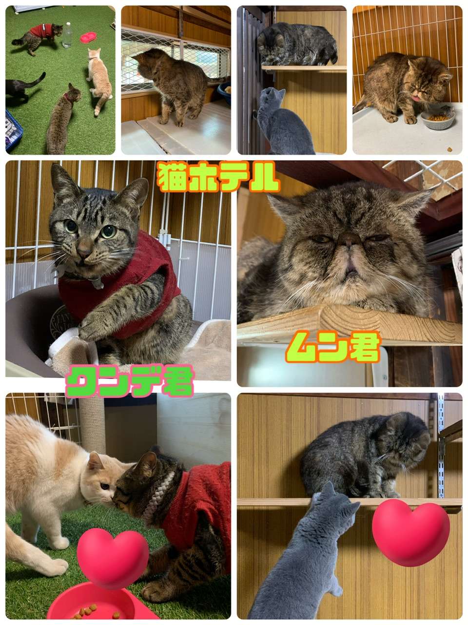 ＃猫ホテル＃ムン君＆クンデ君＃エキゾチック＃キジトラ＃猫