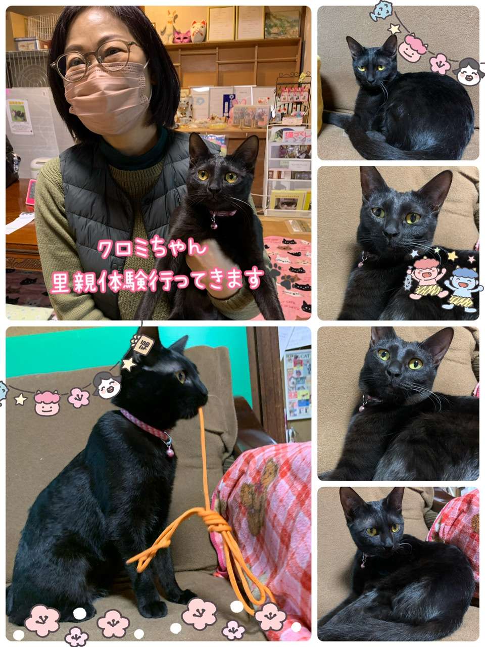 #クロミちゃん里親体験行ってきます　#黒猫　#保護猫