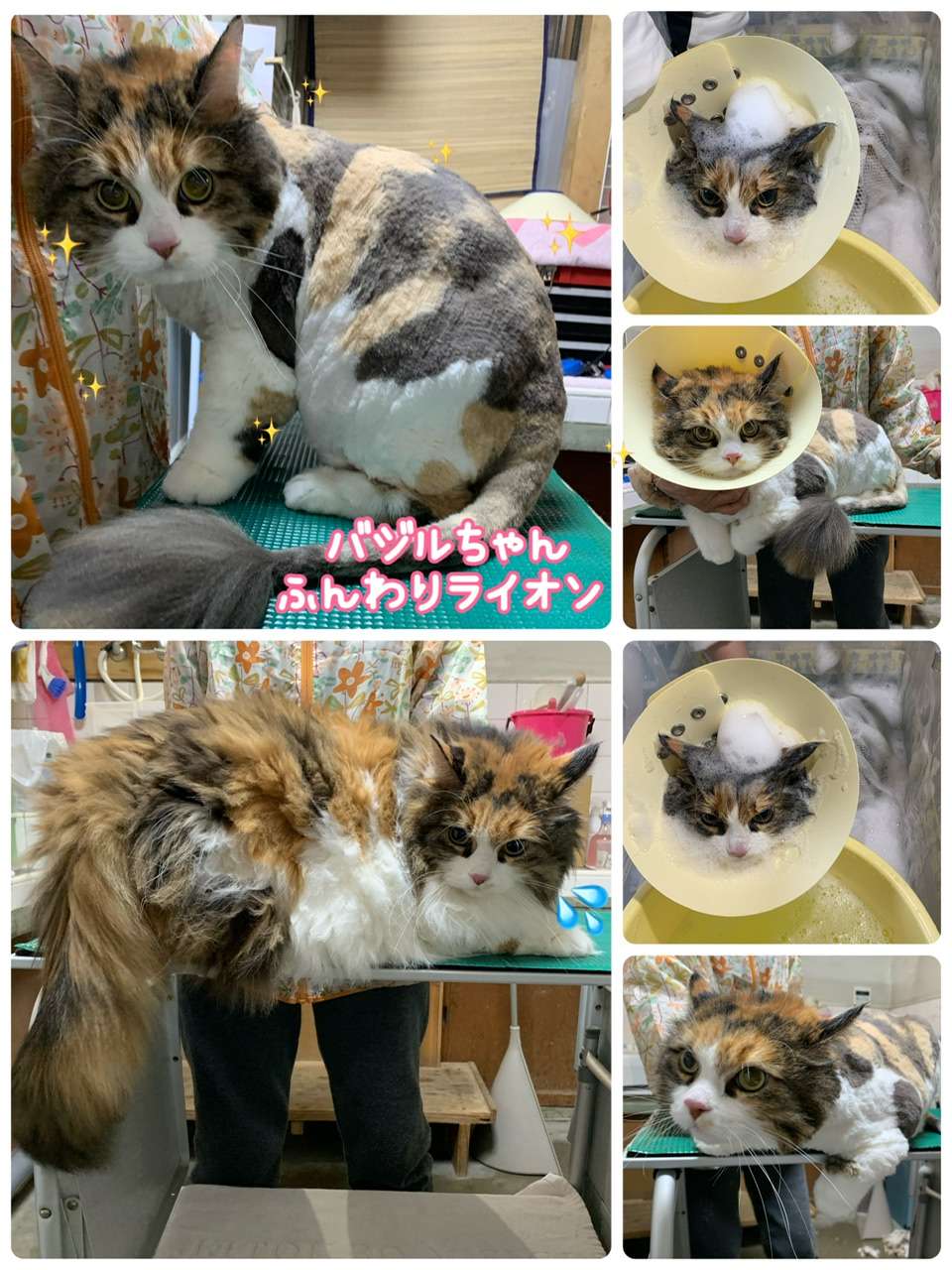 #バジルちゃん　#ふんわりライオンカット　#三毛猫　#猫シャンプー　