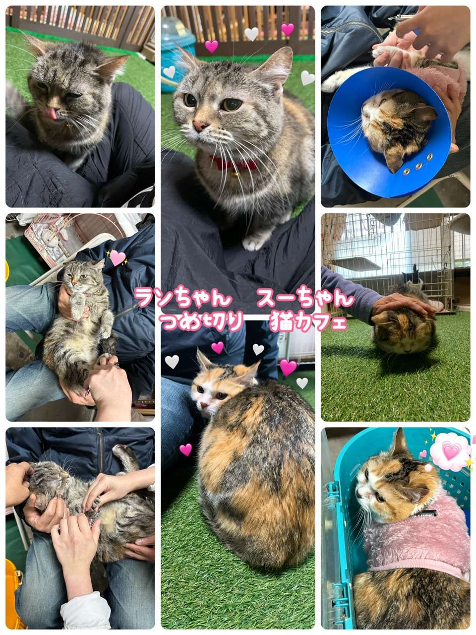 #スーちゃん　ランちゃん　#ミニ美容　#爪切り　#猫カフェ