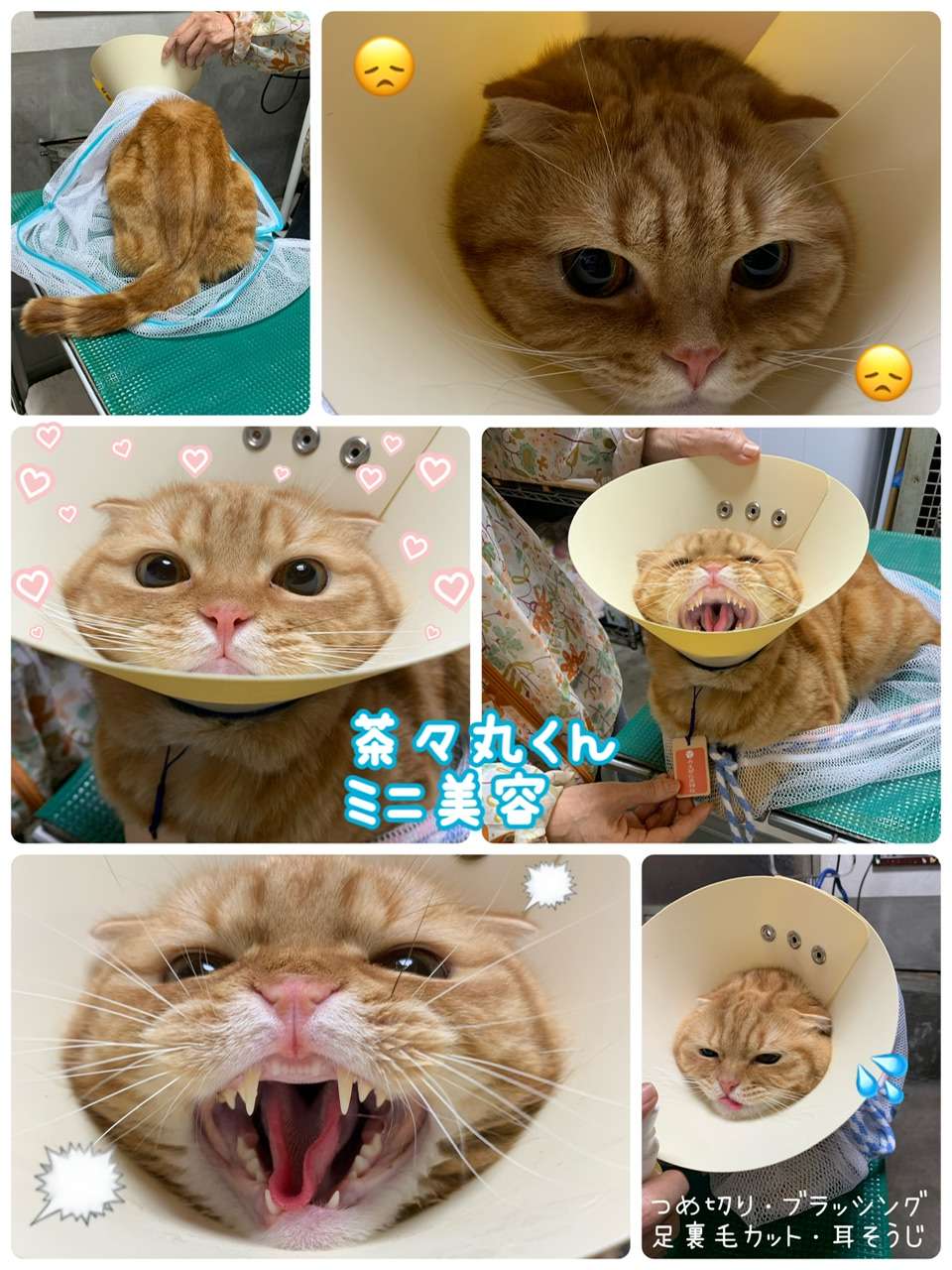 #茶々丸くん　#ミニ美容　#猫爪切り　#スコテッシュフォールド　