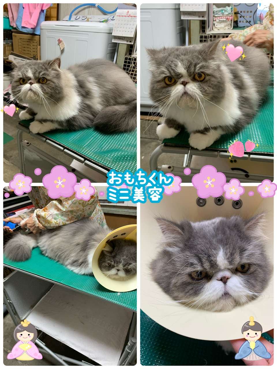 #おもちくん　#ミニ美容　#猫爪切り　