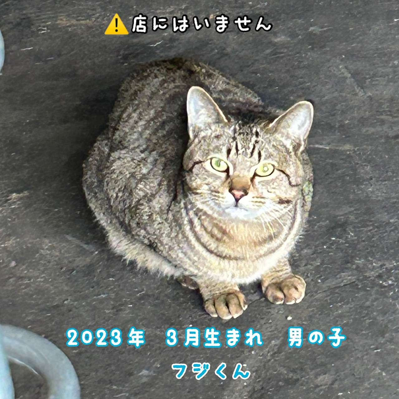 #写真募集　#キジトラ　#オス　#里親募集　#保護猫