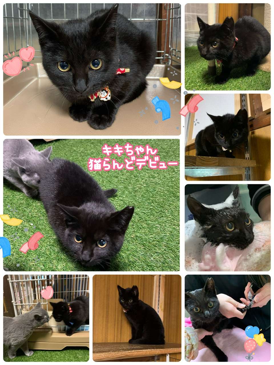 #保護猫　#黒猫　#キキちゃん　#里親募集