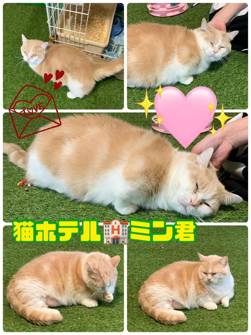 #モカちゃん　#ミン君　#猫ホテル