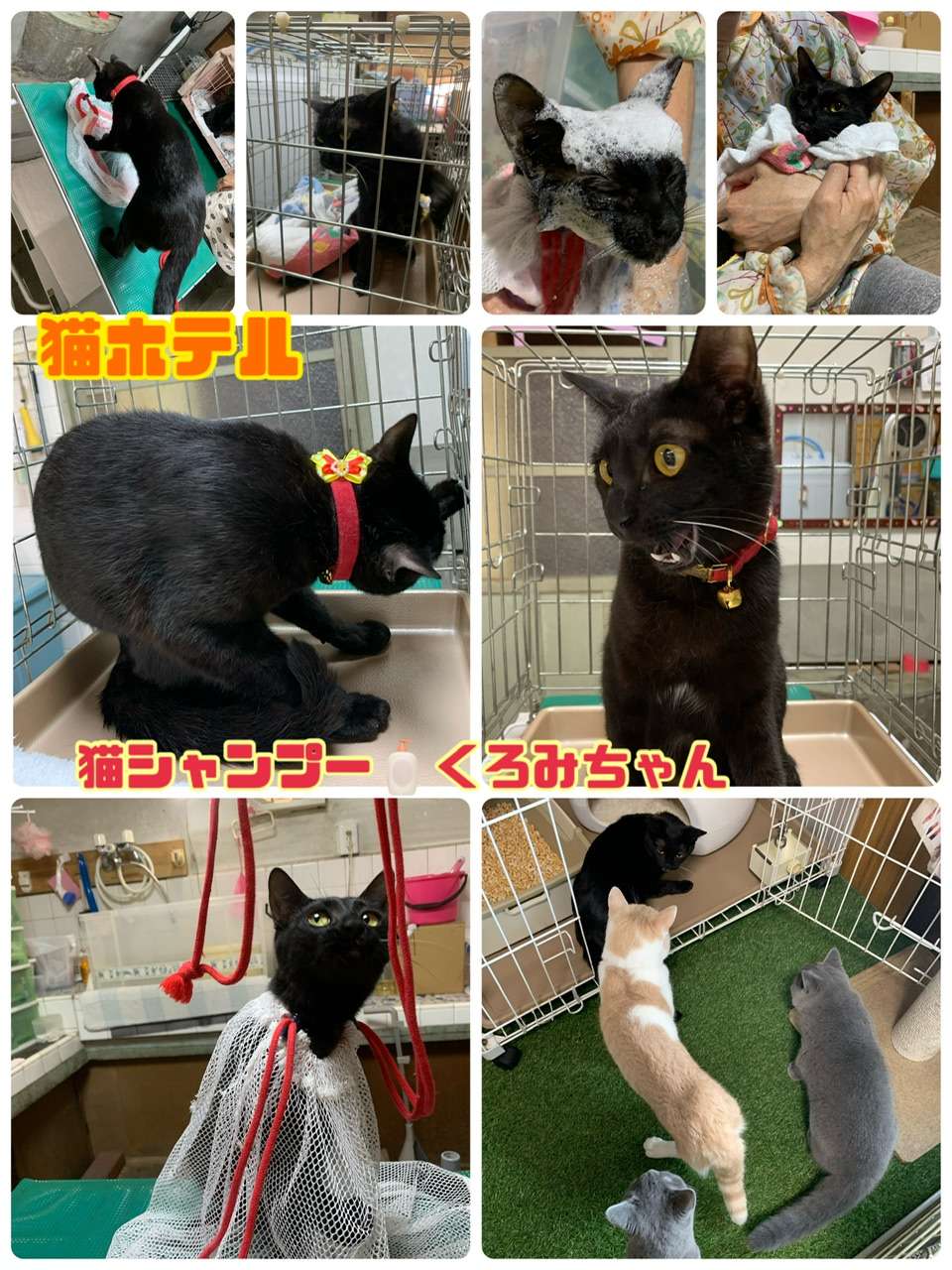 ＃猫シャンプー＃猫ホテル中＃くろみちゃん＃黒猫